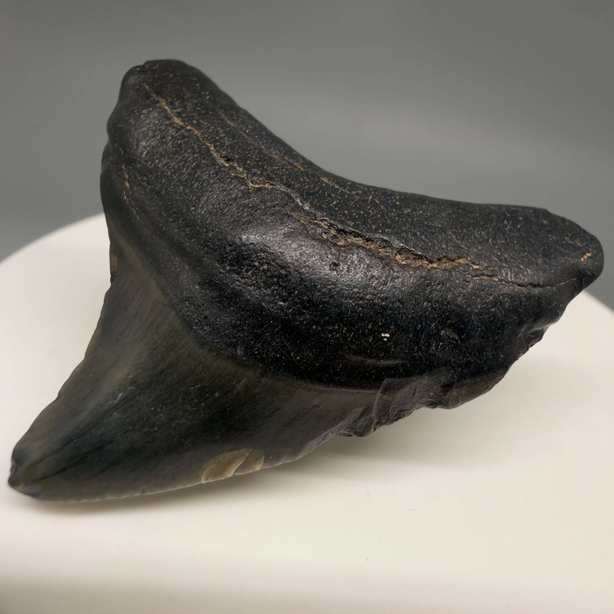 Front Right View Dark colors 1.67" Fossil Megalodon Tooth – South Carolina River Find | Authentic megalodonteeth.com CM6680