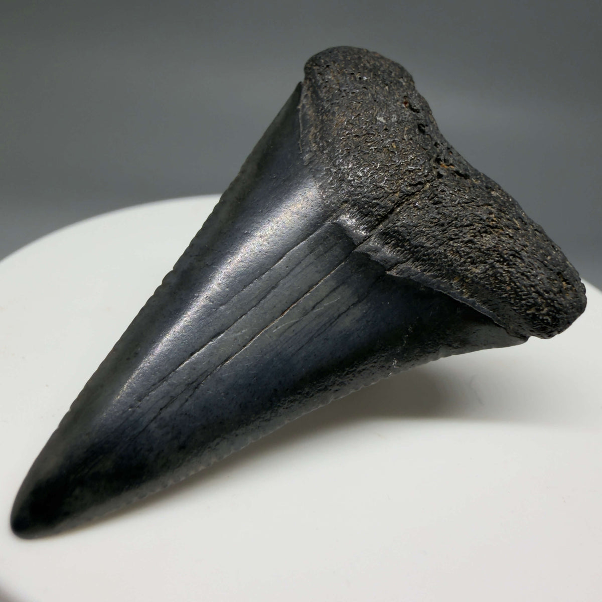 Front Right View Dark colors 1.72" Fossil Great White Shark Tooth - South Carolina megalodonteeth.com GW1387