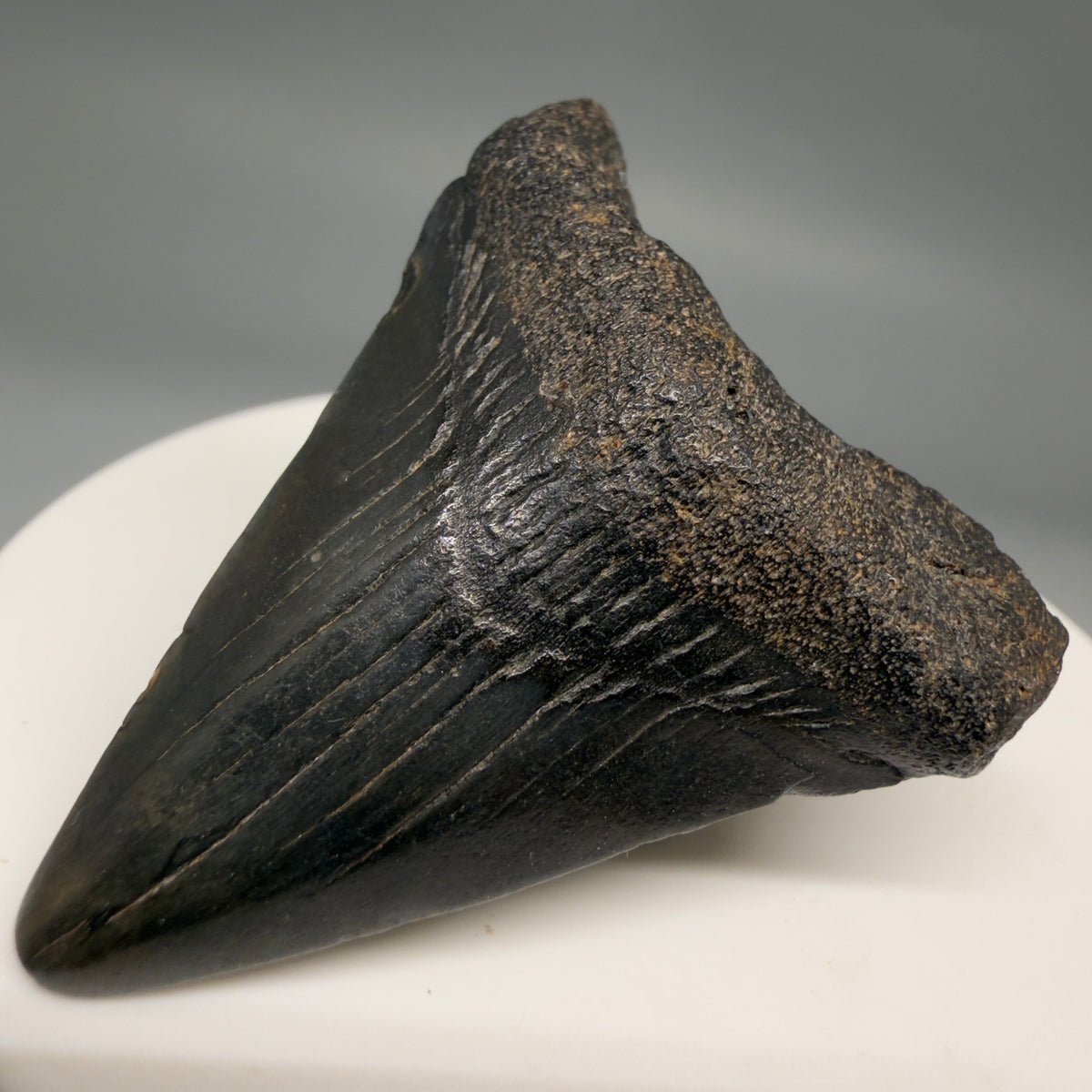 Front Right View Dark colors 1.77" Colorful Fossil Megalodon Tooth – South Carolina River Find | Authentic megalodonteeth.com CM6682