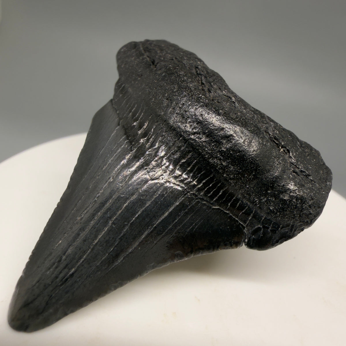 Front Right View Dark colors 1.82" Colorful Fossil Megalodon Tooth – South Carolina River Find | Authentic megalodonteeth.com CM6725 