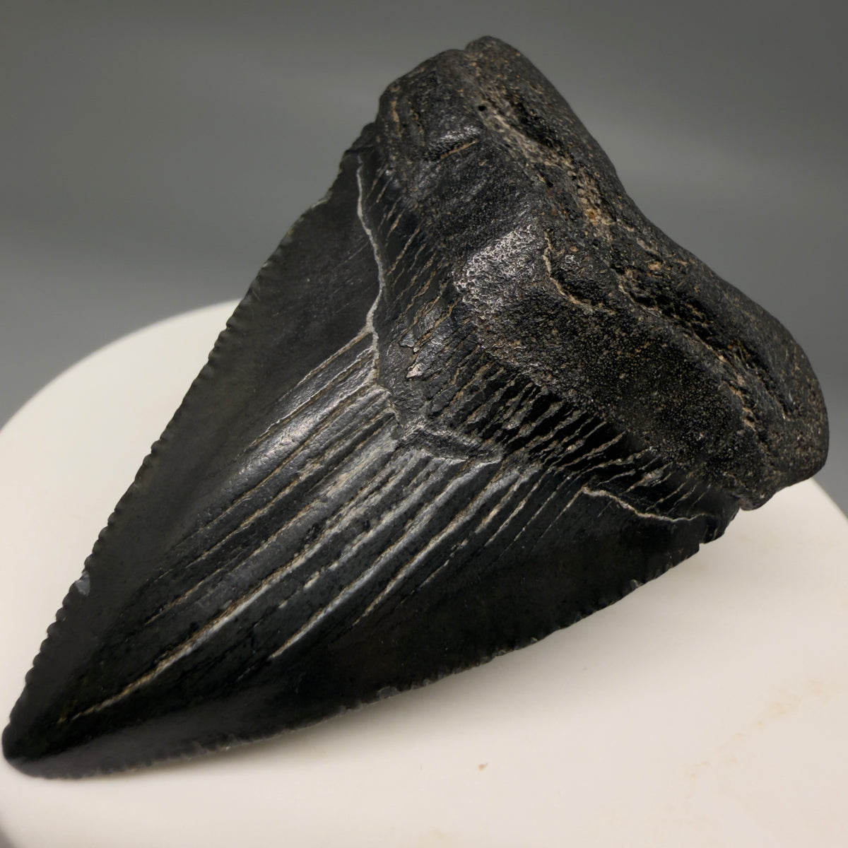 Front Right View Dark colors 2.09" Colorful Fossil Megalodon Tooth – South Carolina River Find | Authentic megalodonteeth.com CM6724