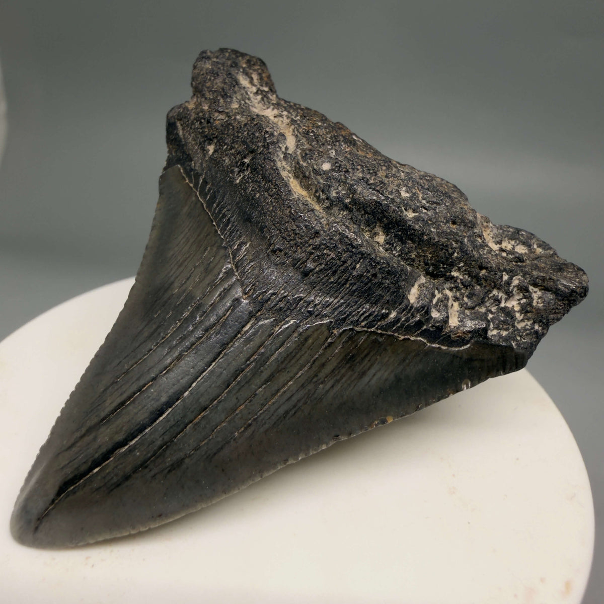 Front Right View Dark colors 2.33" Colorful Fossil Megalodon Tooth – South Carolina River Find | Authentic megalodonteeth.com CM6695