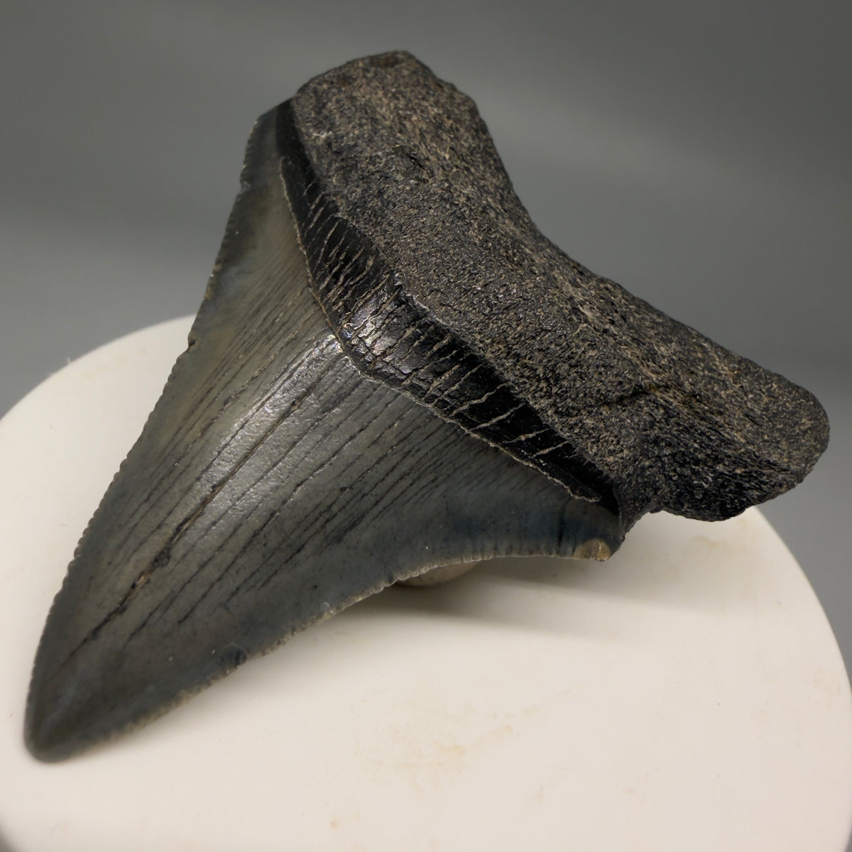 Front Right View Dark colors 2.35" Fossil Megalodon Tooth – South Carolina River Find | Authentic megalodonteeth.com CM6691