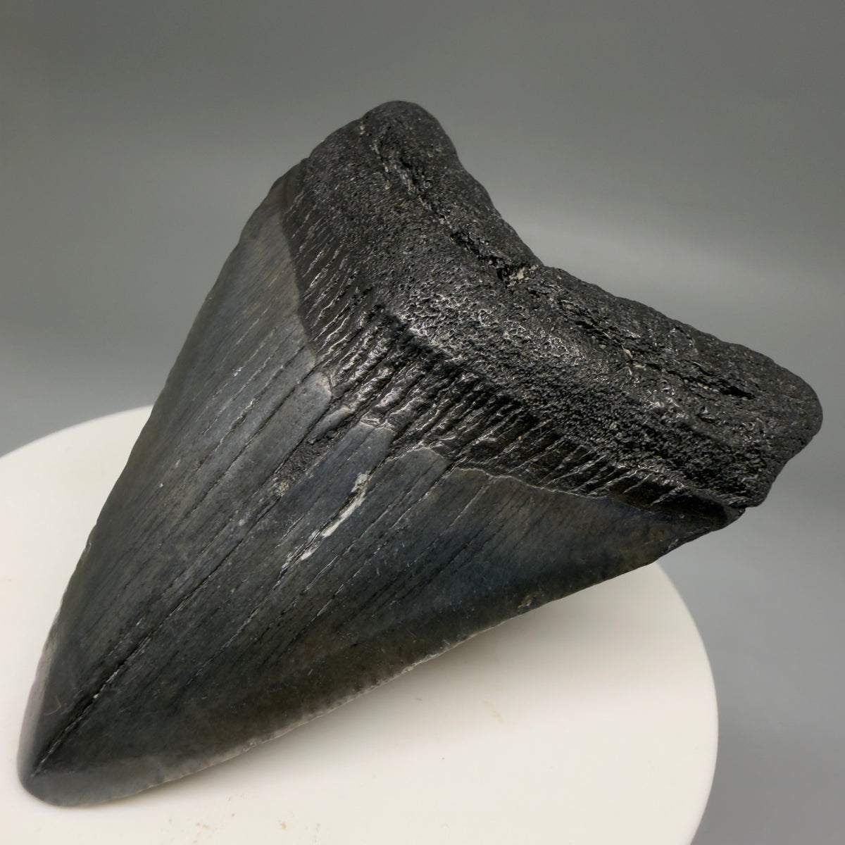 Front Right View Dark colors 2.46" Colorful Fossil Megalodon Tooth – South Carolina River Find | Authentic megalodonteeth.com CM6737