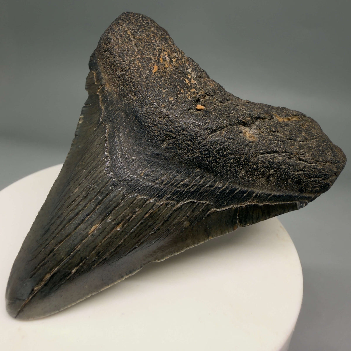 Front Right View Dark colors 2.66" Colorful Fossil Megalodon Tooth – South Carolina River Find | Authentic megalodonteeth.com CM6696