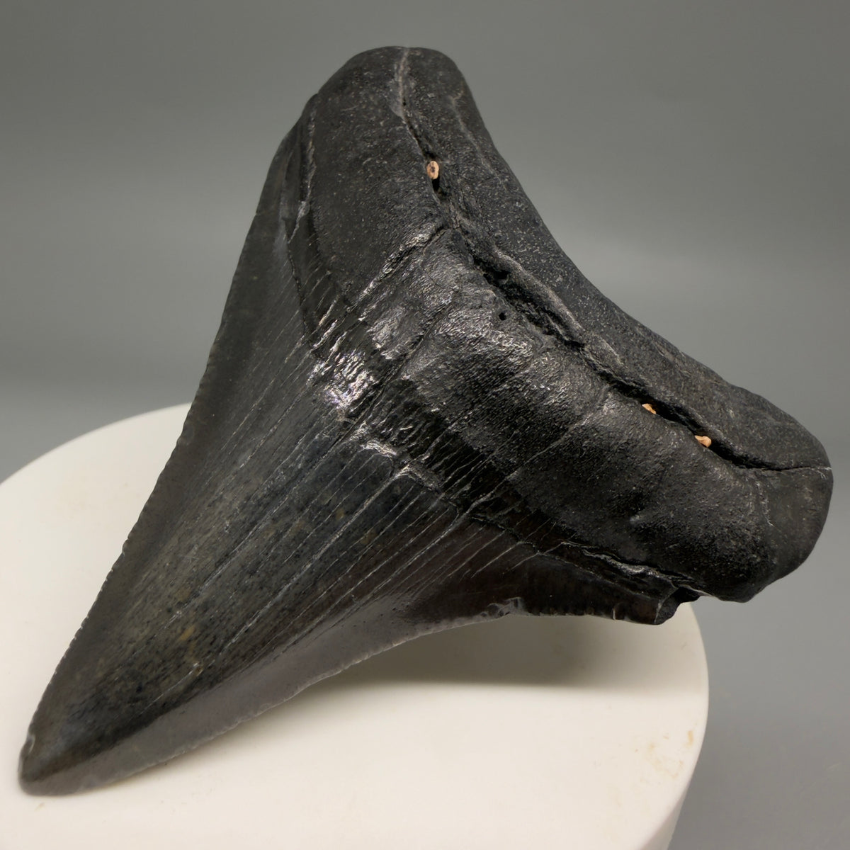 Front Right View Dark colors 2.74" Colorful Fossil Megalodon Tooth – South Carolina River Find | Authentic megalodonteeth.com CM6697