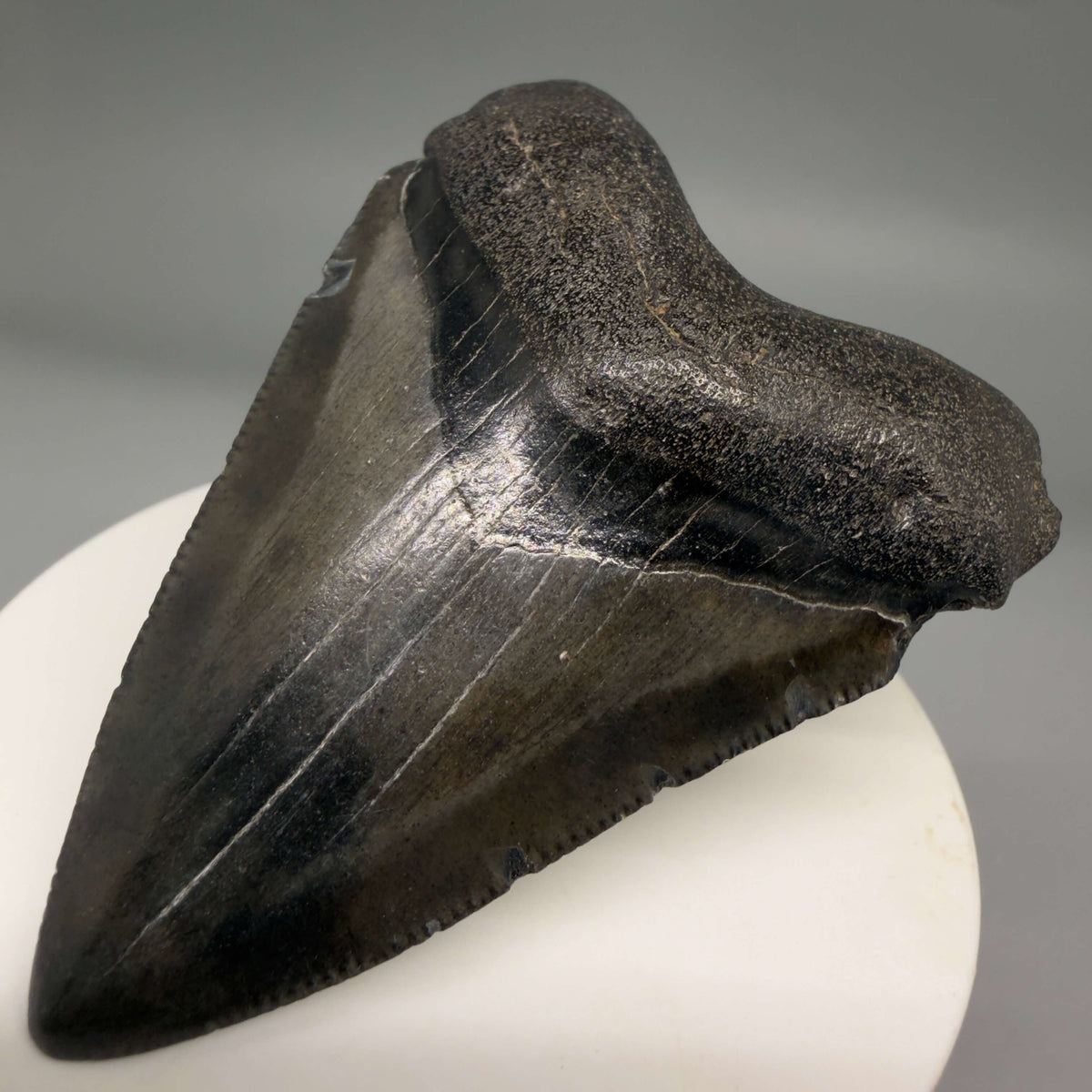 Front Right View Dark colors 2.74" Colorful Fossil Megalodon Tooth – South Carolina River Find | Authentic megalodonteeth.com CM6698