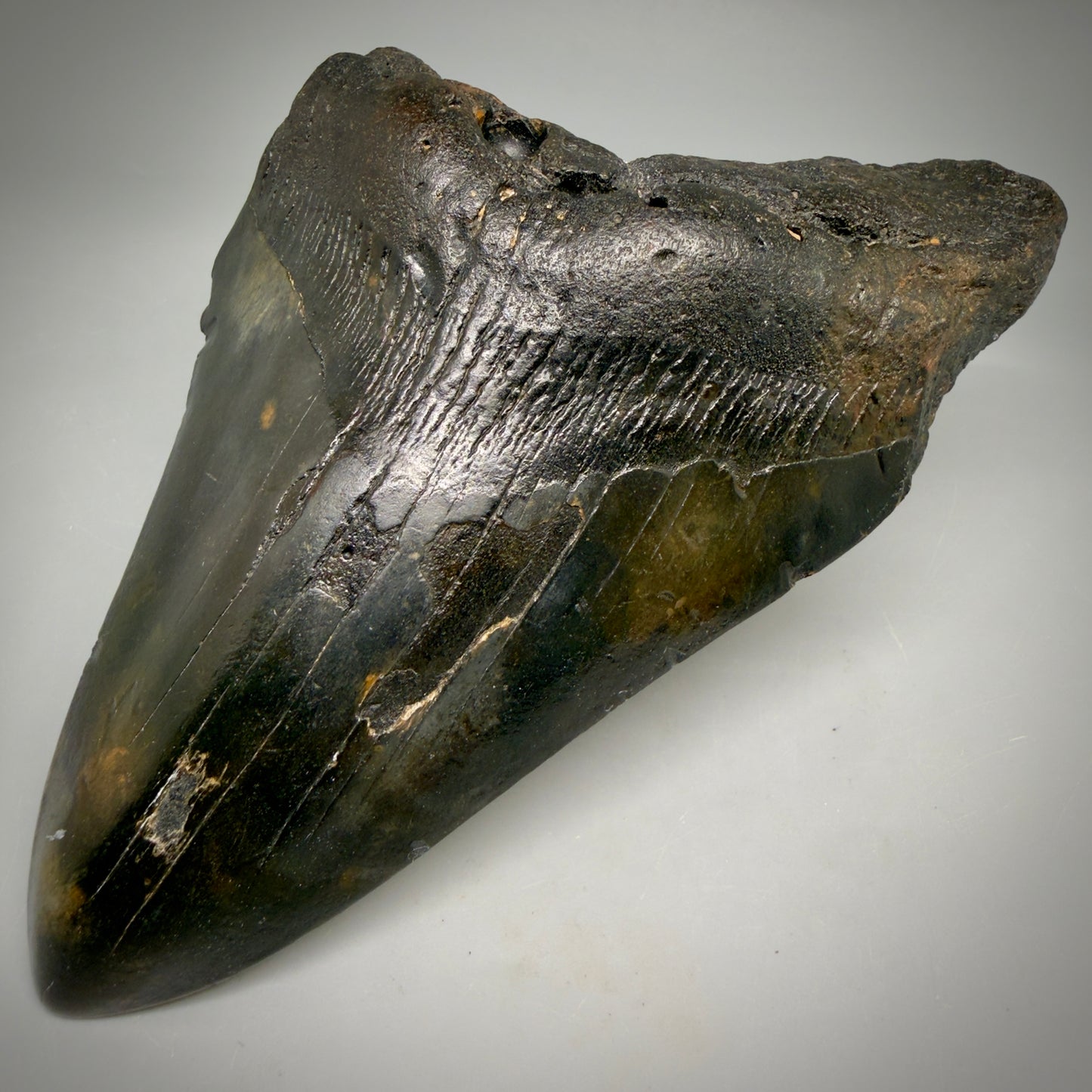 Front Right View Dark colors 5.79" Authentic Megalodon Tooth – North Carolina Fossil | Carcharocles megalodon megalodonteeth.com CM6612
