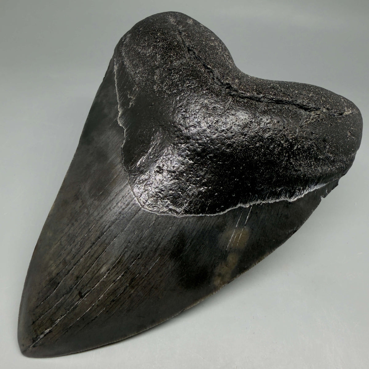 Front Right View Dark colors, heart-shaped 5.78" Fossil Megalodon Shark Tooth - Georgia megalodonteeth.com  CM6709