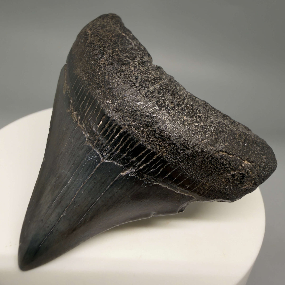 Front Right View Dark colors, lateral 2.21" Colorful Fossil Megalodon Tooth – South Carolina River Find | Authentic megalodonteeth.com CM6689