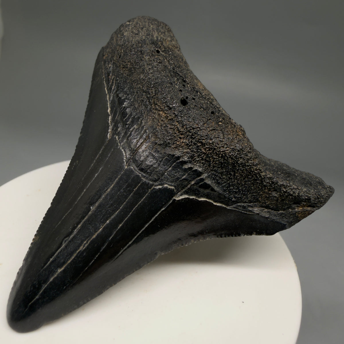 Front Right View Dark colors, serrations 2.72" Megalodon Tooth from South Carolina megalodonteeth.com CM6740