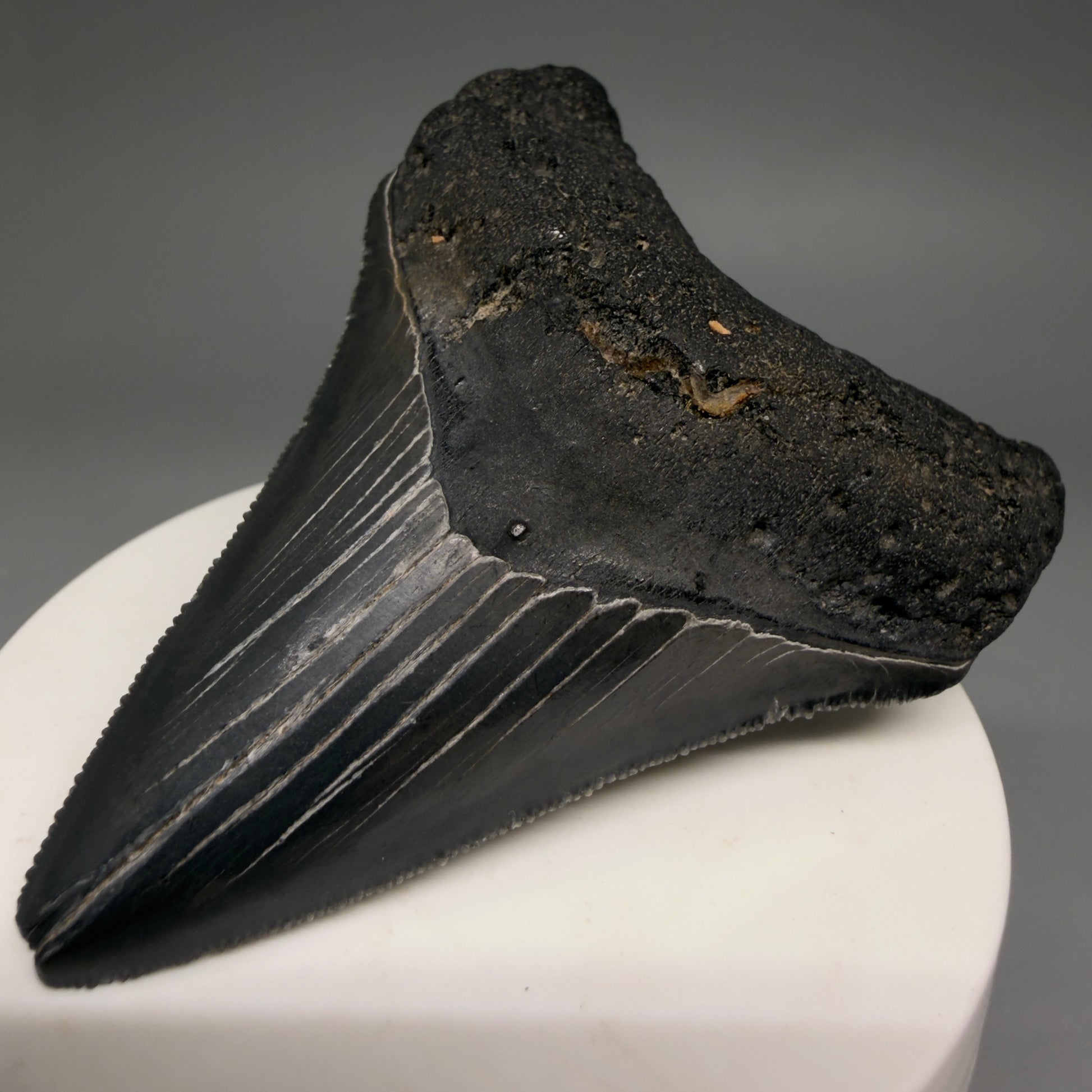 Front Right View Dark colors, serrations 2.97" Megalodon Tooth from South Carolina megalodonteeth.com CM6556