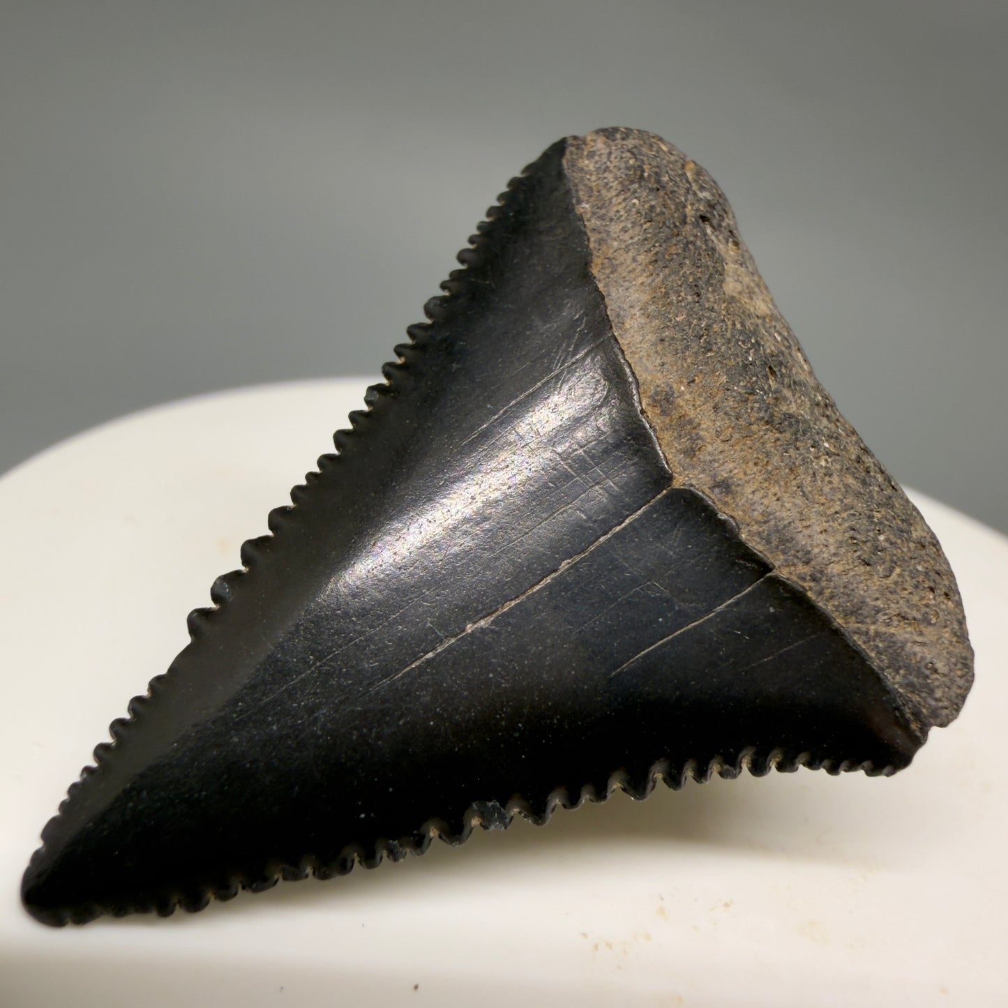 Front Right View Dark colors, sharply serrated 1.45" Fossil Great White Shark Tooth - South Carolina GW1363