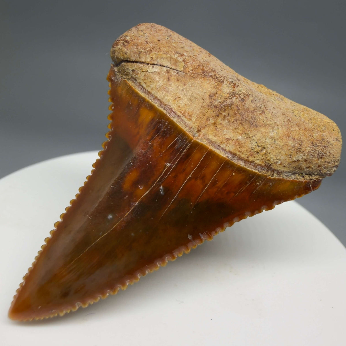 Front Right View Exquisite Red, serrated 1.96" long Fossil Great White Tooth from the deserts of Peru megalodonteeth.com GW1377