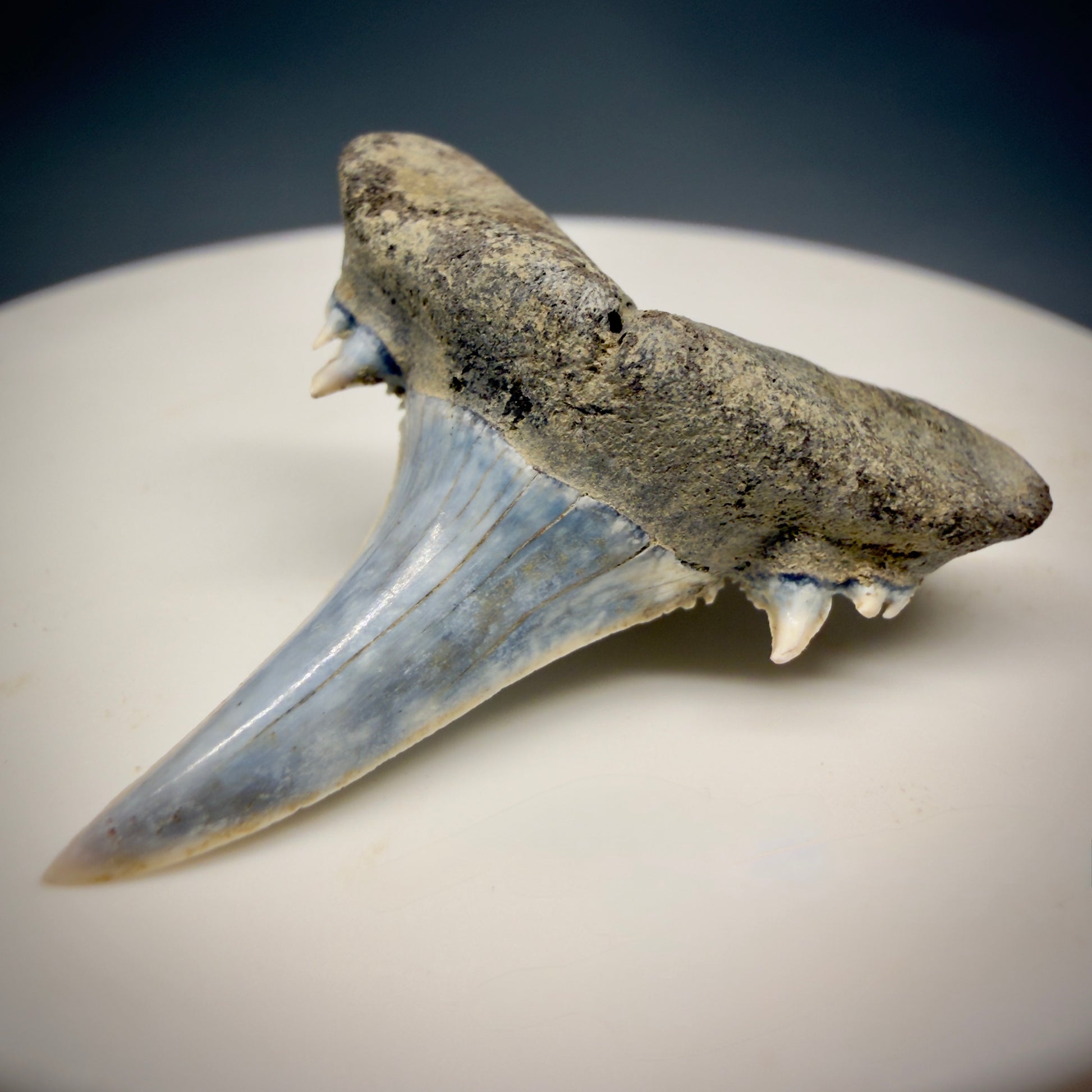 Front Right View Exquisite blue, triple cusped  1.30" Fossil Extinct Sand Tiger Shark tooth from Russia megalodonteeth.com R655