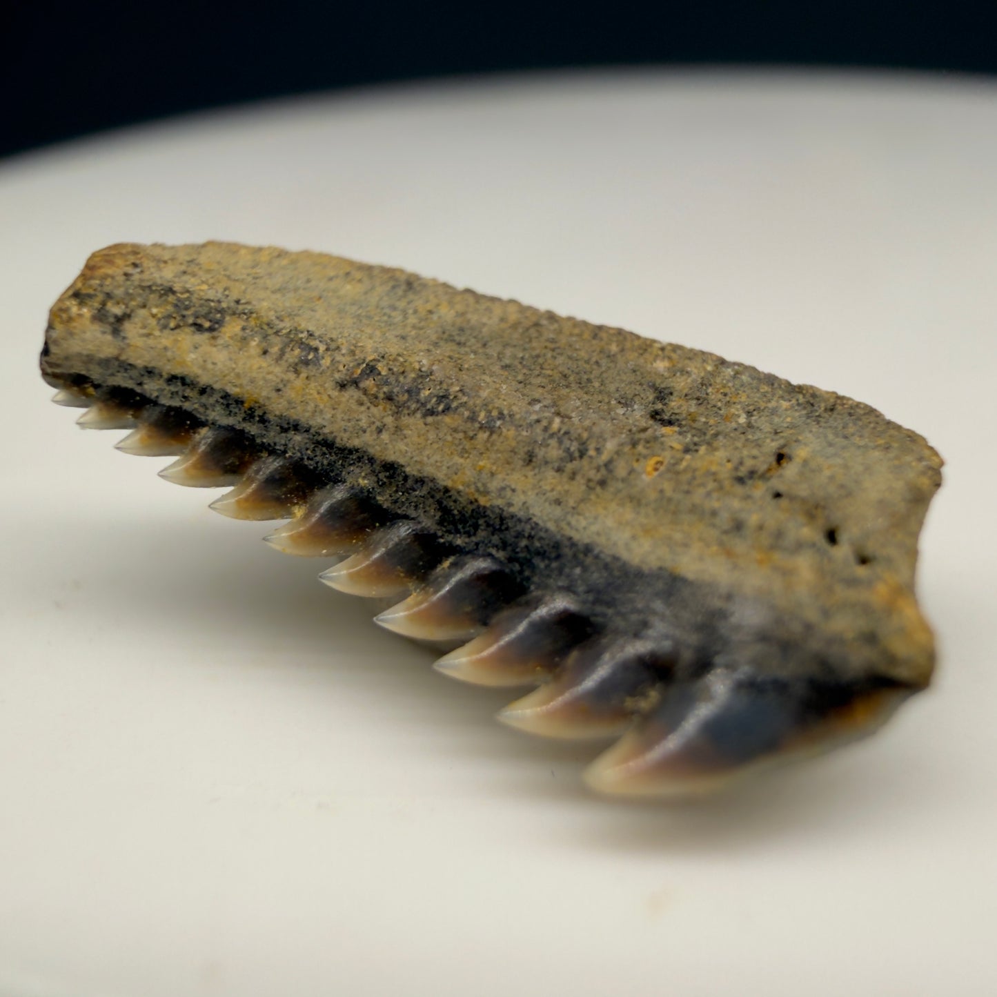 Front Right View Gorgeous 0.56" wide Fossil Hexanchus agassizi - Sixgill Cow Shark tooth from Harleyville, SC megalodonteeth.com R650 