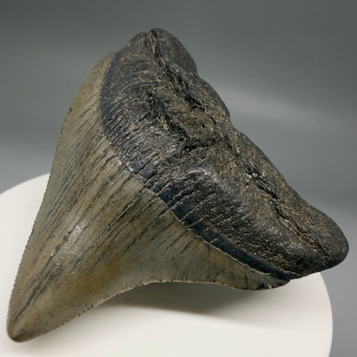 Front Right View Gorgeous 2.49" Colorful Fossil Megalodon Tooth – South Carolina River Find | Authentic megalodonteeth.com CM6738
