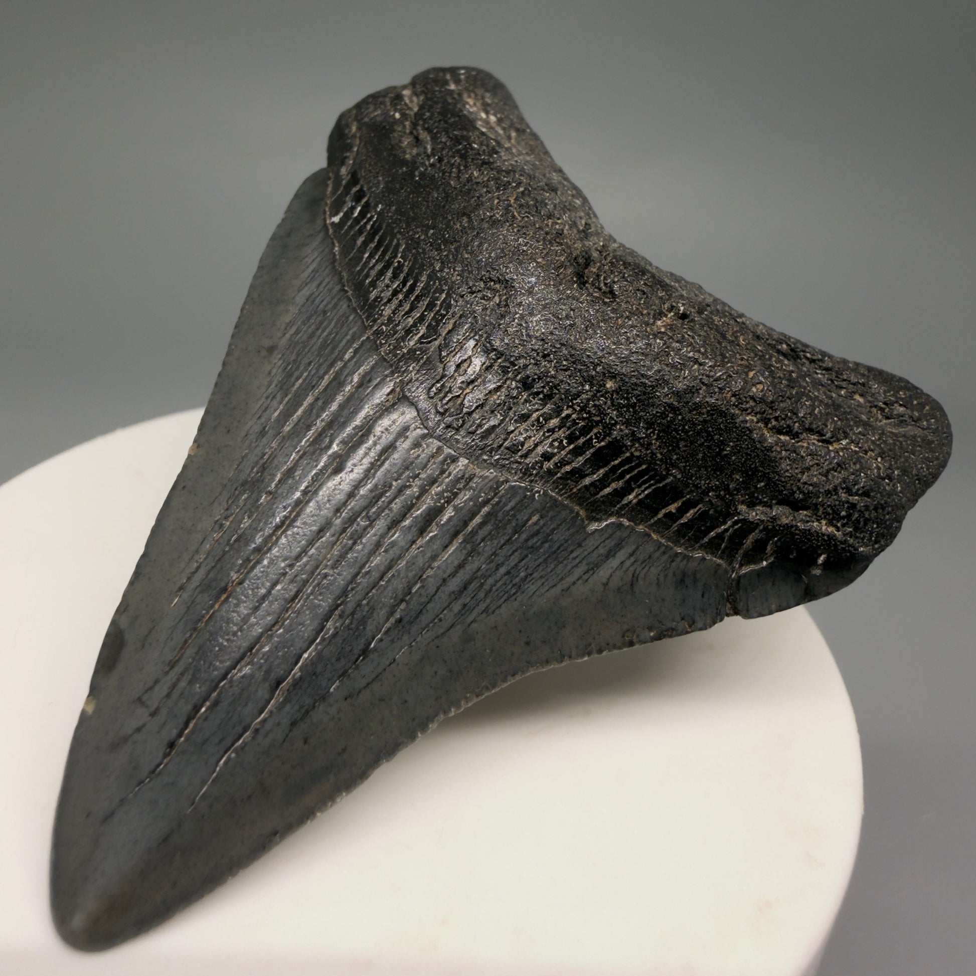 Front Right  View Gorgeous 2.66" Colorful Fossil Megalodon Tooth – South Carolina River Find | Authentic CM6552