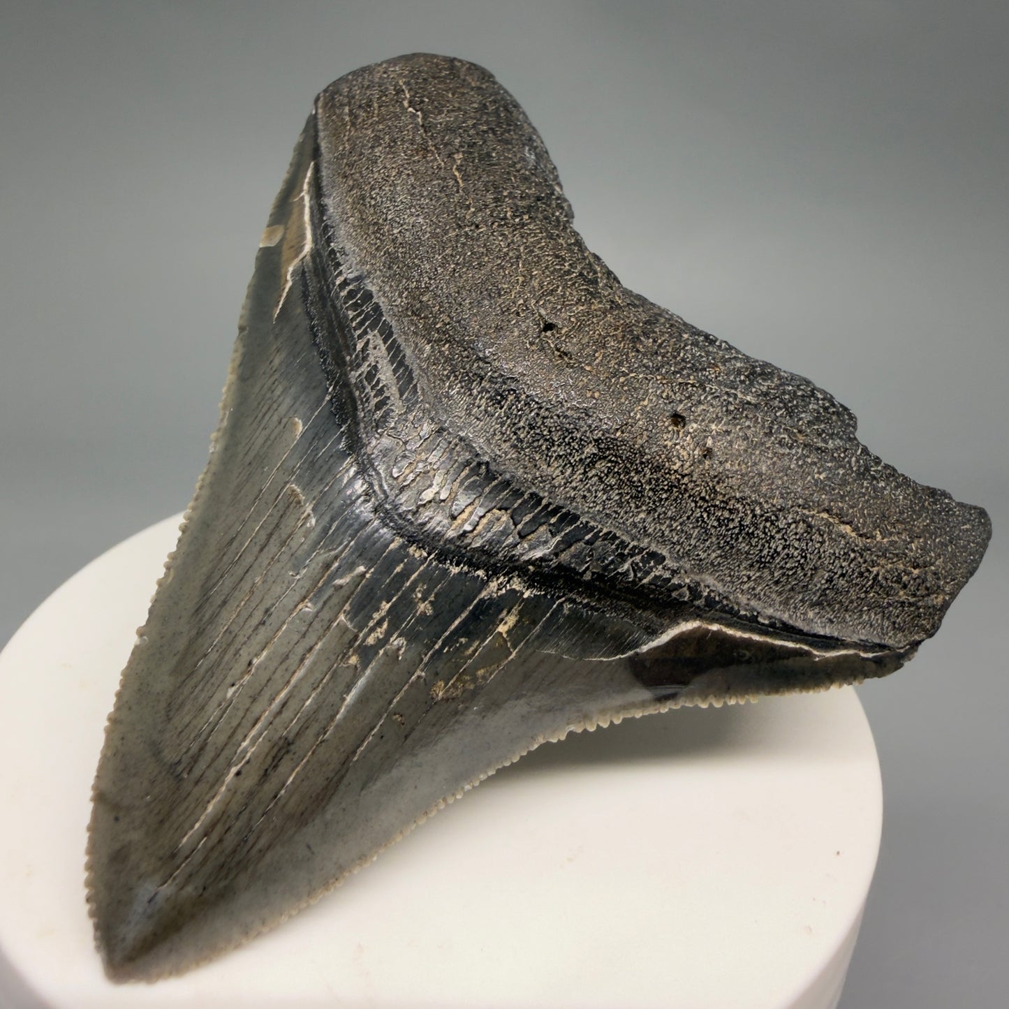 Front Right View Gorgeous 2.82" Colorful Fossil Megalodon Tooth – South Carolina River Find | Authentic megalodonteeth.com CM6554