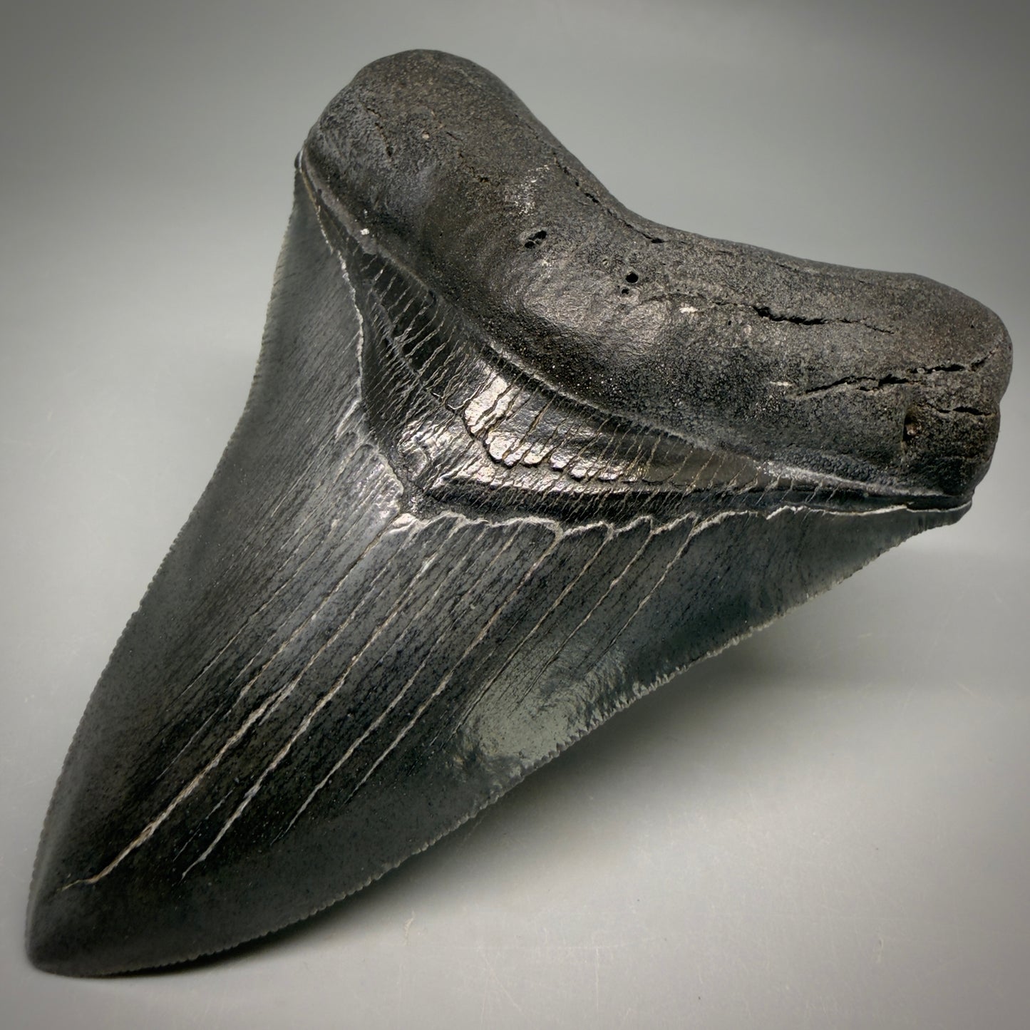 Front Right View Gorgeous 4.32" Fossil Megalodon Shark Tooth - Georgia - Collector's Quality megalodonteeth.com CM6604