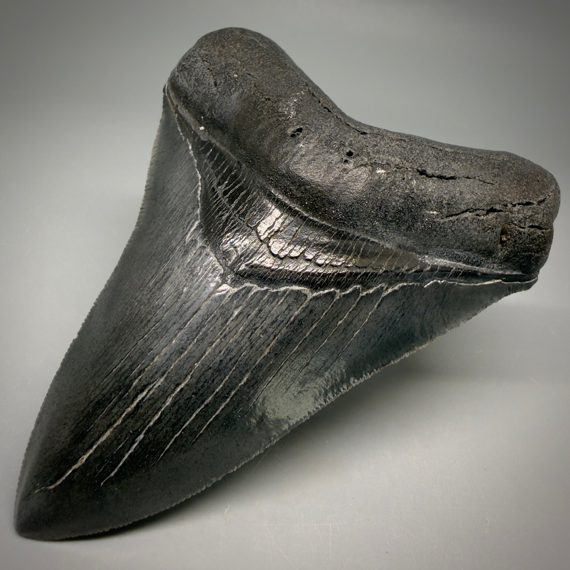 Front Right View Gorgeous 4.32" Fossil Megalodon Shark Tooth - Georgia - Collector's Quality megalodonteeth.com CM6604