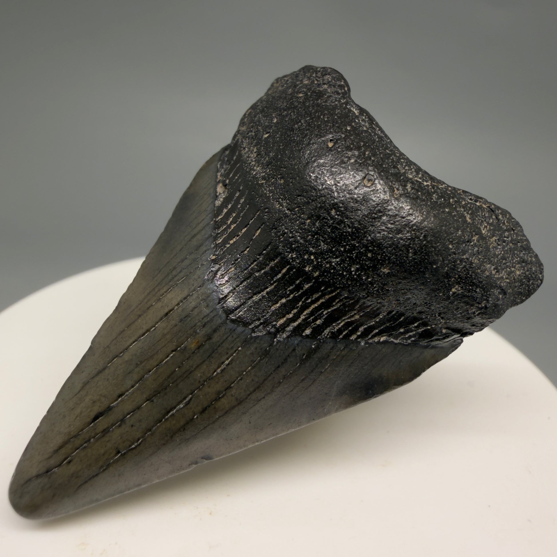 Front Right View Gorgeous, affordable 1.86" Colorful Fossil Megalodon Tooth – South Carolina River Find | Authentic megalodonteeth.com CM6539