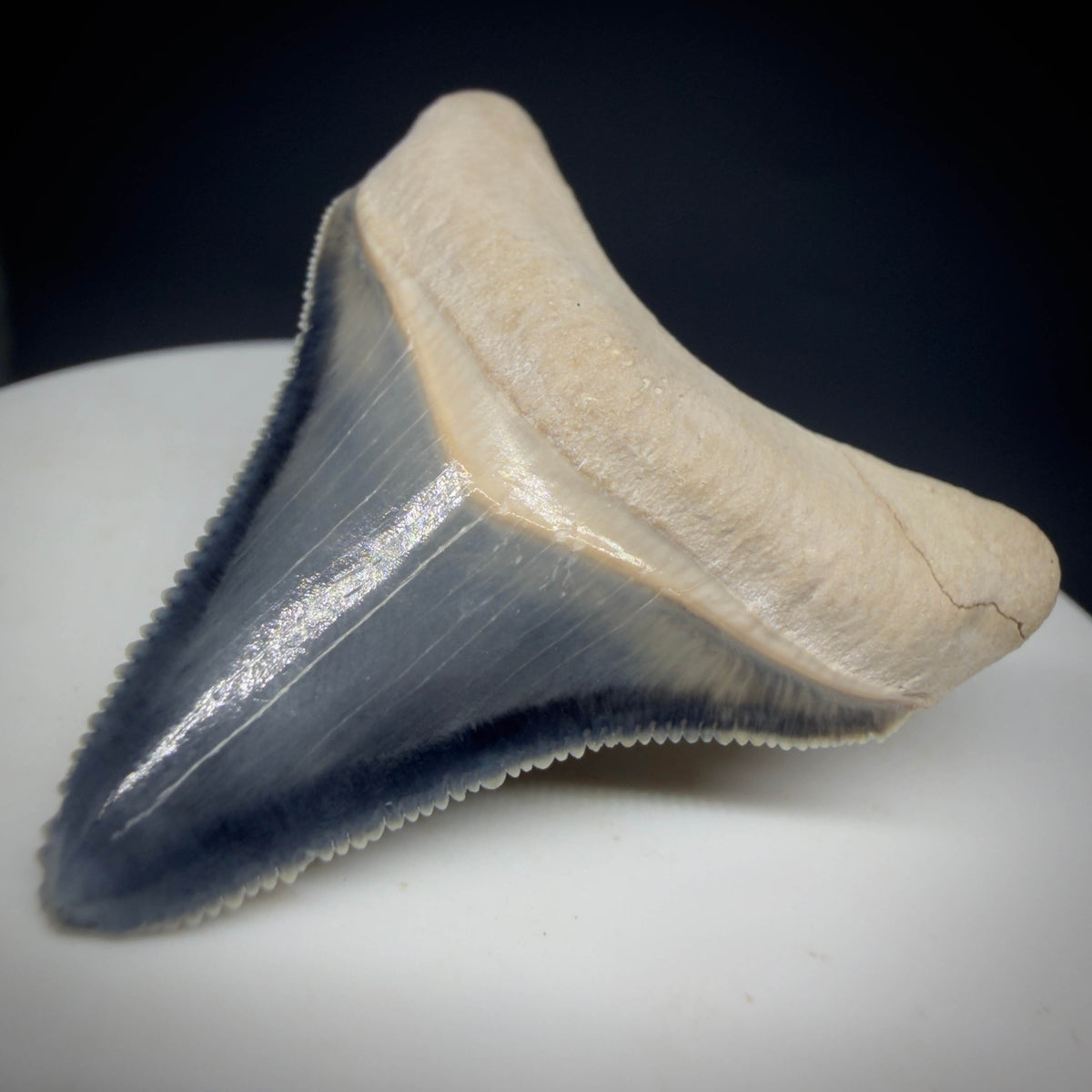 Front Right View Gorgeous blue, serrated 1.74" Fossil Megalodon Shark Tooth - Bone Valley, Florida megalodonteeth.com CM6675