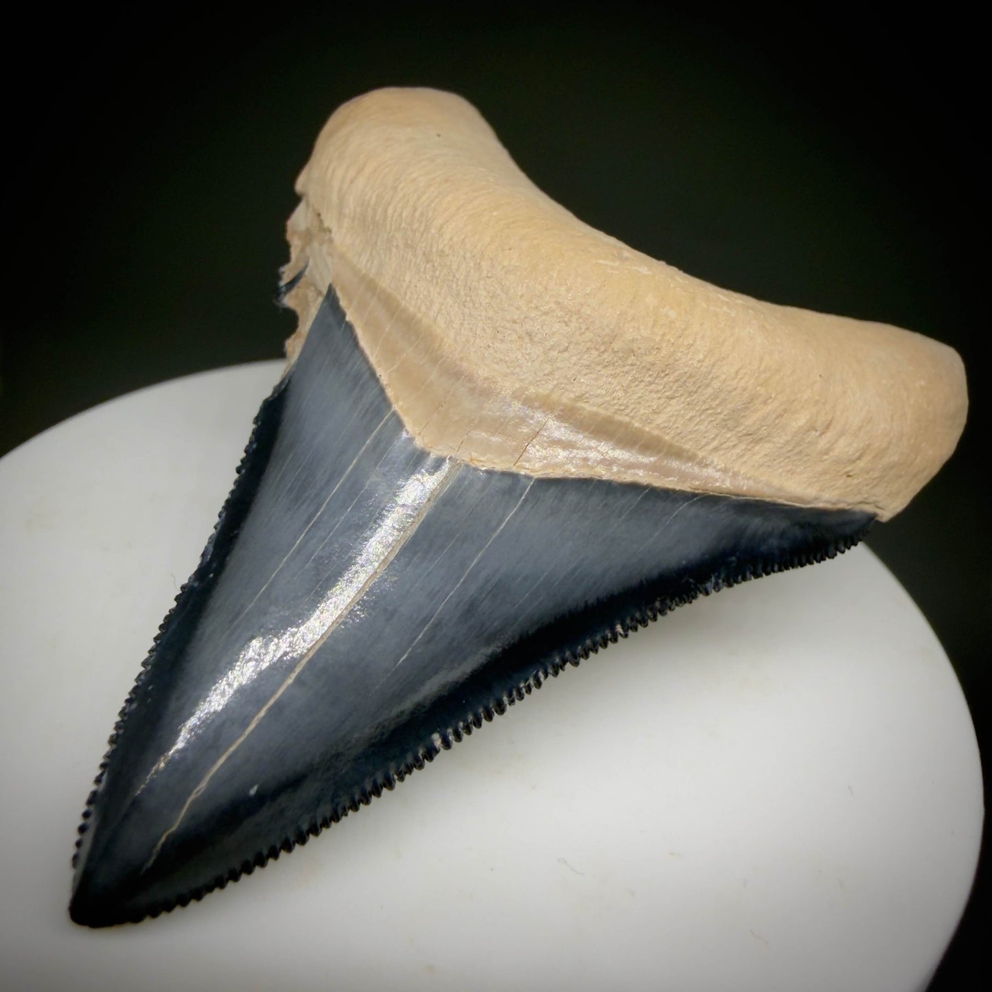Front Right View Gorgeous blue, serrated 2.47" Fossil Megalodon Shark Tooth - Bone Valley, Florida megalodonteeth.com CM6678 - 1
