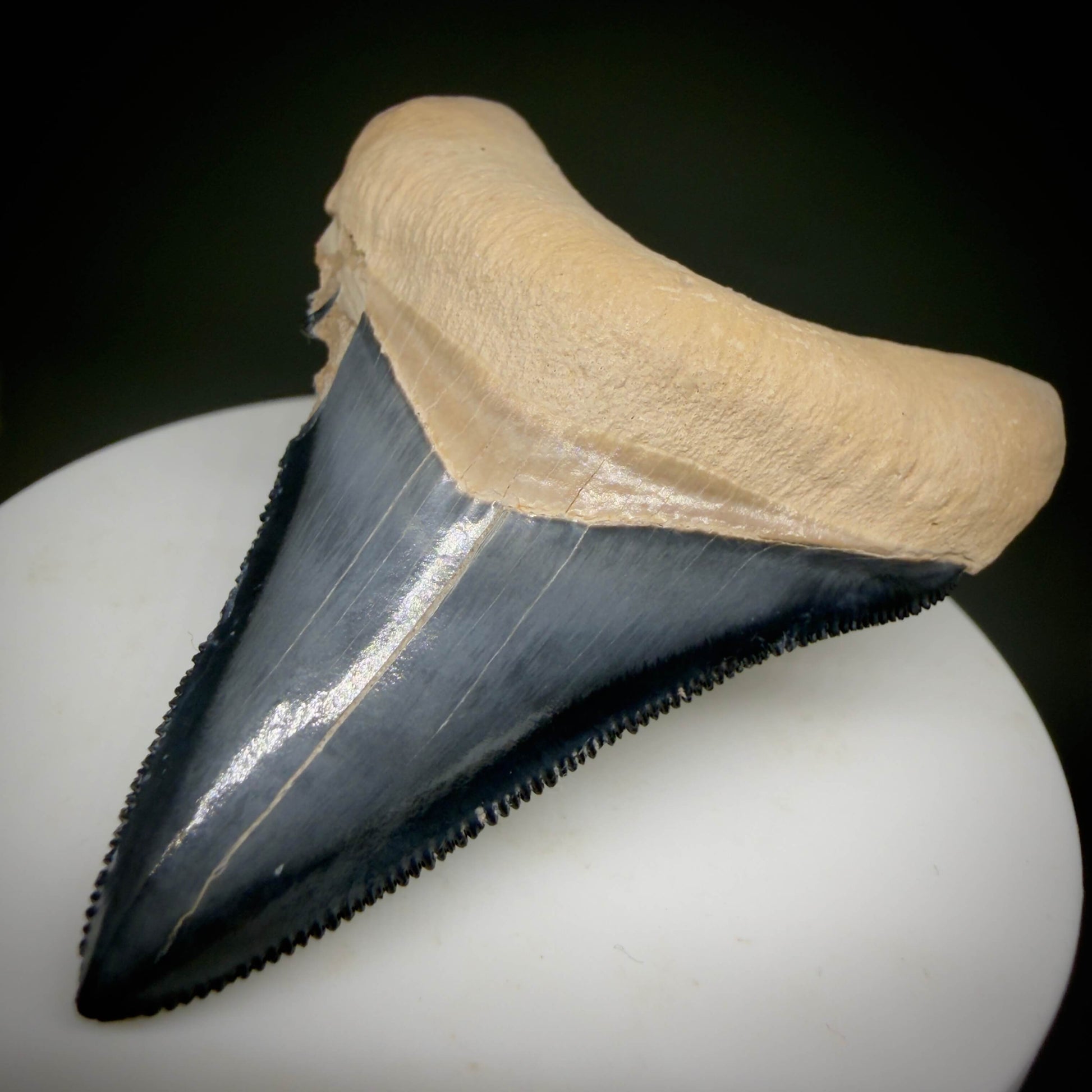 Front Right View Gorgeous blue, serrated 2.47" Fossil Megalodon Shark Tooth - Bone Valley, Florida megalodonteeth.com CM6678 - 1