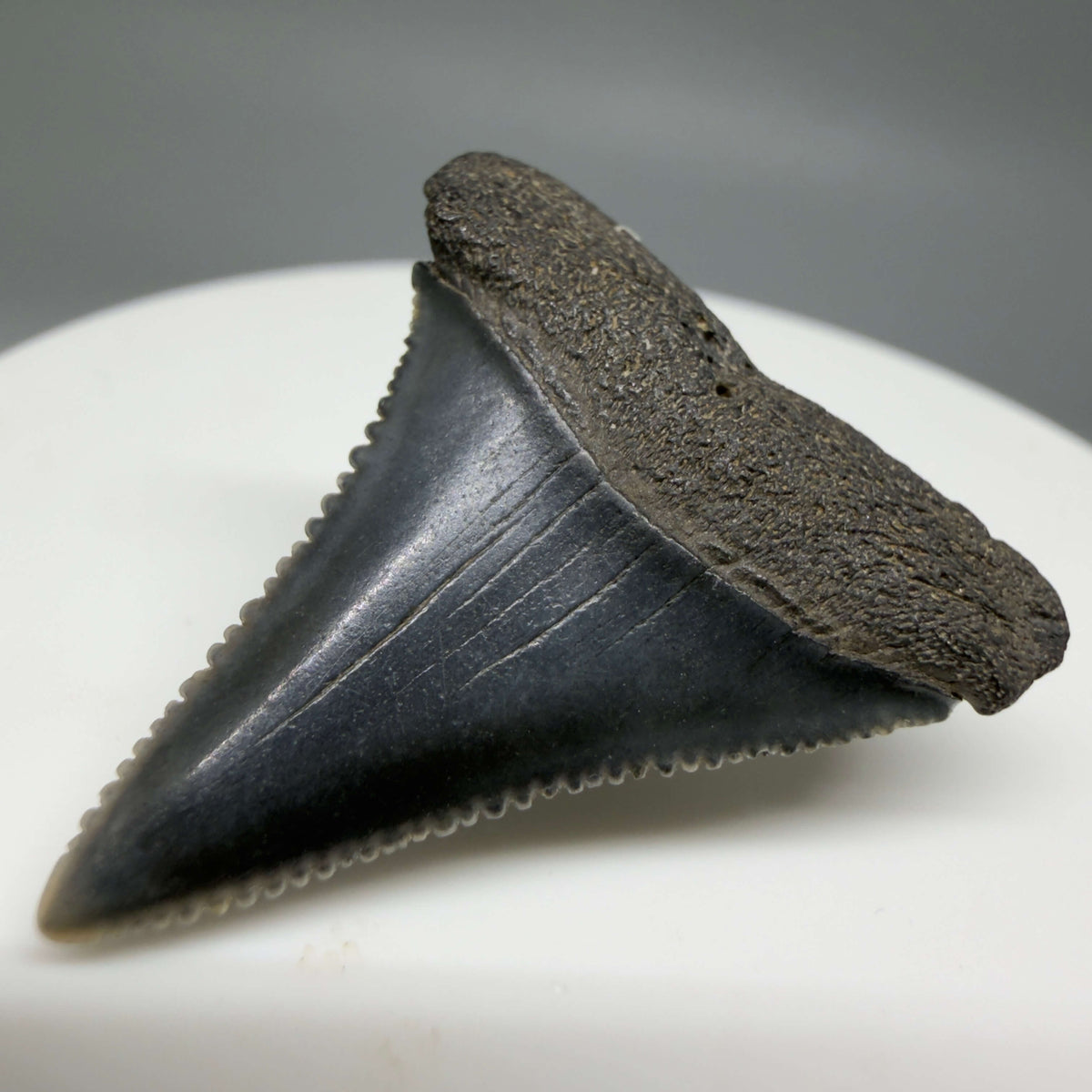 Front Right View Gorgeous colors and prints 1.31" Fossil Great White Shark Tooth - South Carolina megalodonteeth.com GW1384 