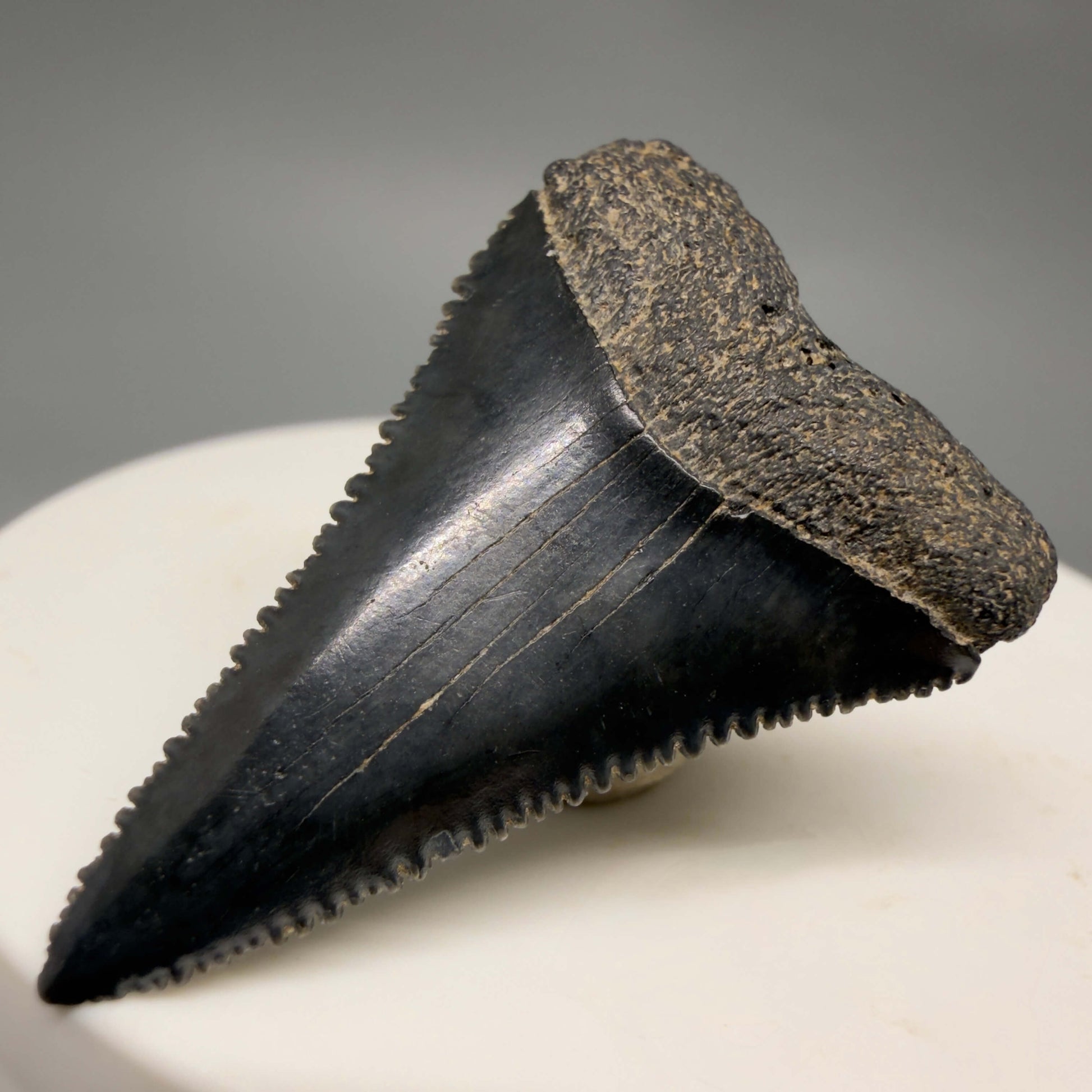 Front Right View Gorgeous colors and prints 1.50" Fossil Great White Shark Tooth - South Carolina GW1362
