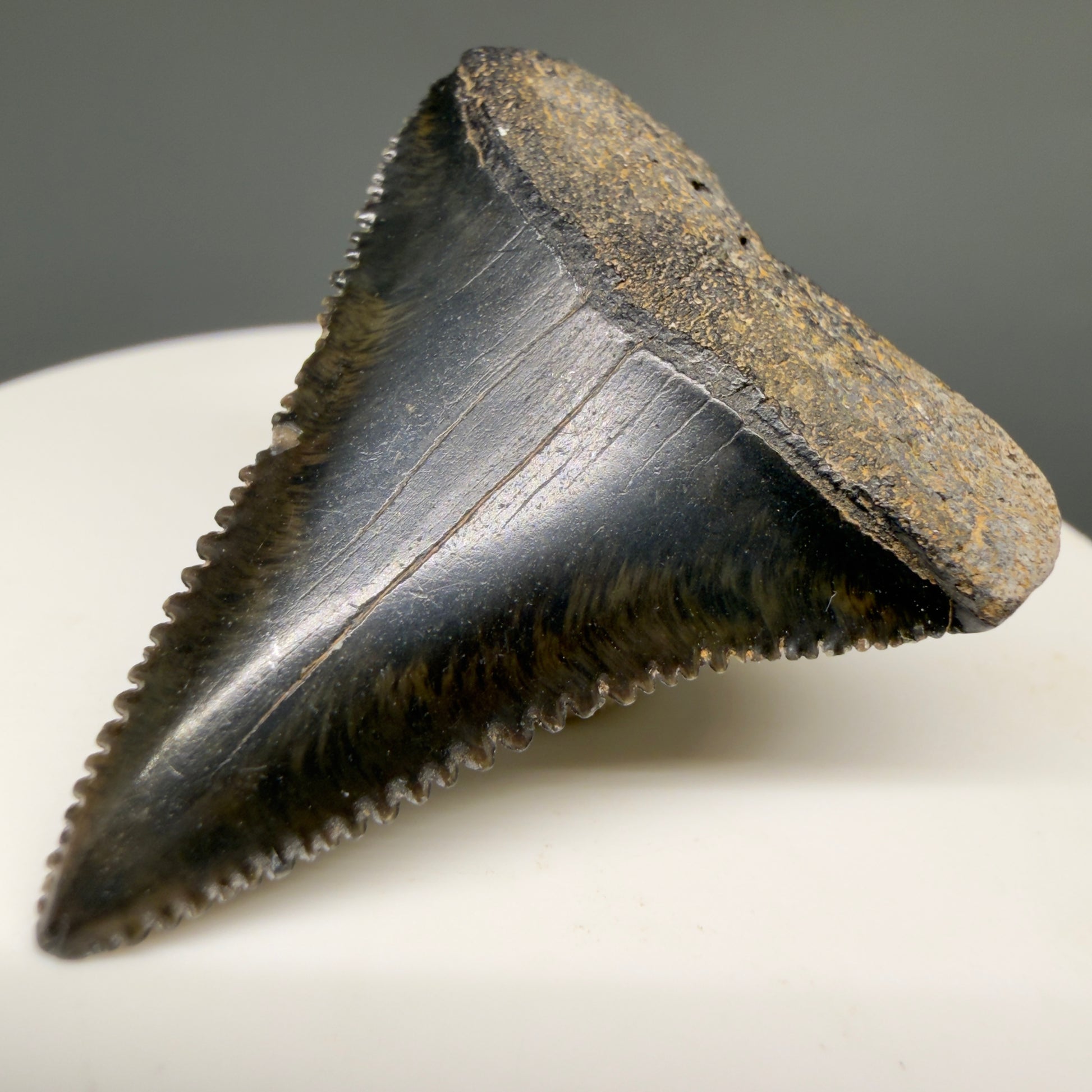 Front Right View Gorgeous colors and prints 1.57" Fossil Great White Shark Tooth - South Carolina GW1364