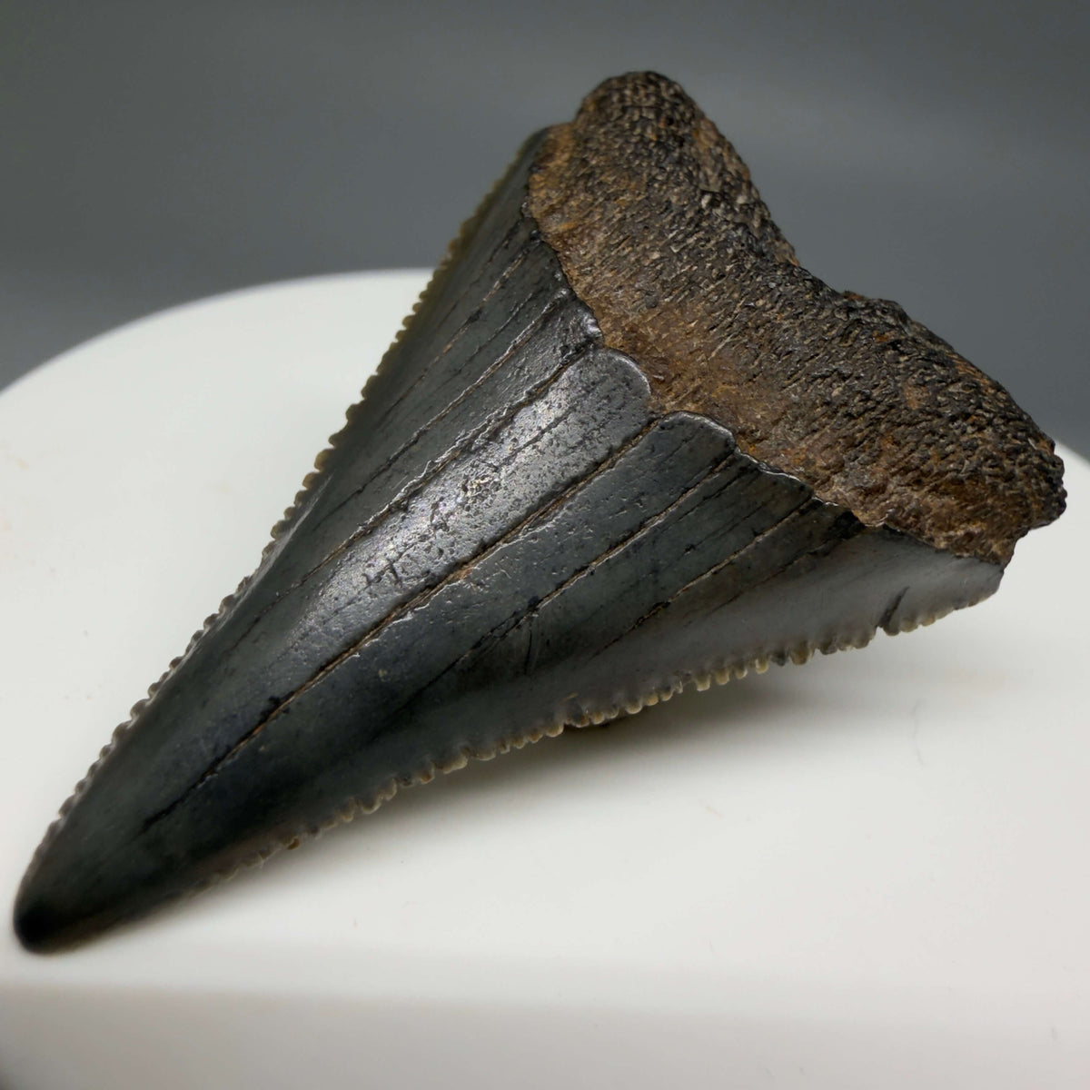 Front Right View Gorgeous colors and prints 1.60" Fossil Great White Shark Tooth - South Carolina megalodonteeth.com GW1386