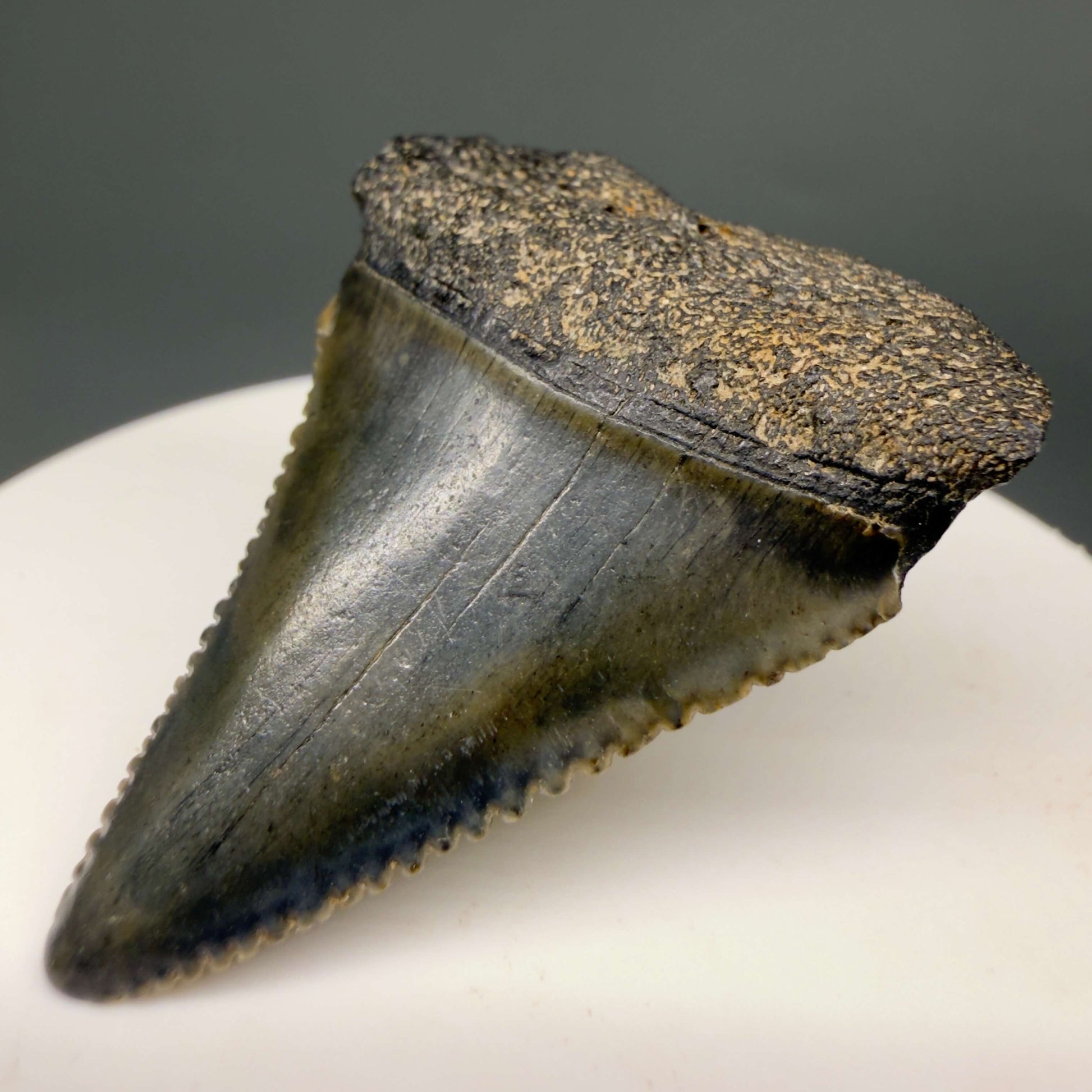 Front Right View Gorgeous colors and prints 1.63" Fossil Great White Shark Tooth - South Carolina GW1365