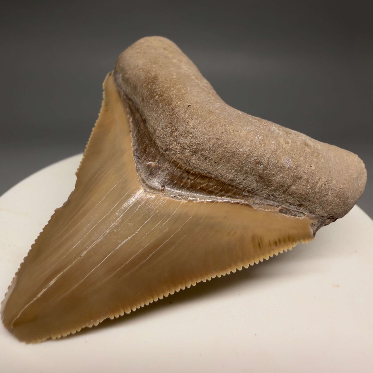 Front Right View Gorgeous heart-shaped, serrated 2.13" Fossil Megalodon Shark Tooth - Bone Valley, Florida megalodonteeth.com CM6676