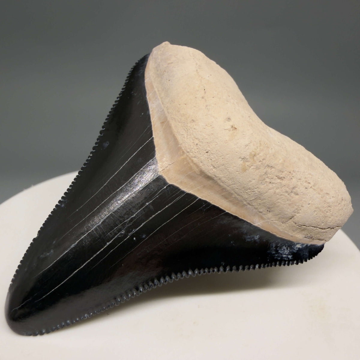 Front Right View Gorgeous, serrated 2.00" Fossil Megalodon Shark Tooth - Bone Valley, Florida mealodonteeth.com CM6677 