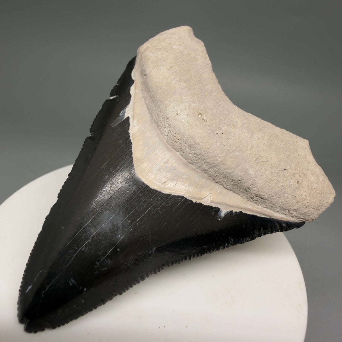 Front Right View Gorgeous, serrated 2.86" Fossil Megalodon Shark Tooth - Bone Valley, Florida megalodonteeth.com CM6679 