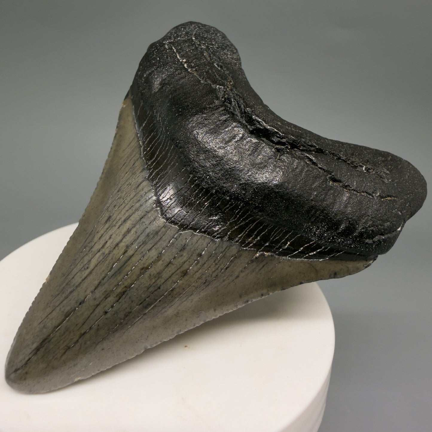 Front Right View Great Shape 3.03" Megalodon Tooth from South Carolina megalodonteeth.com CM6555 
