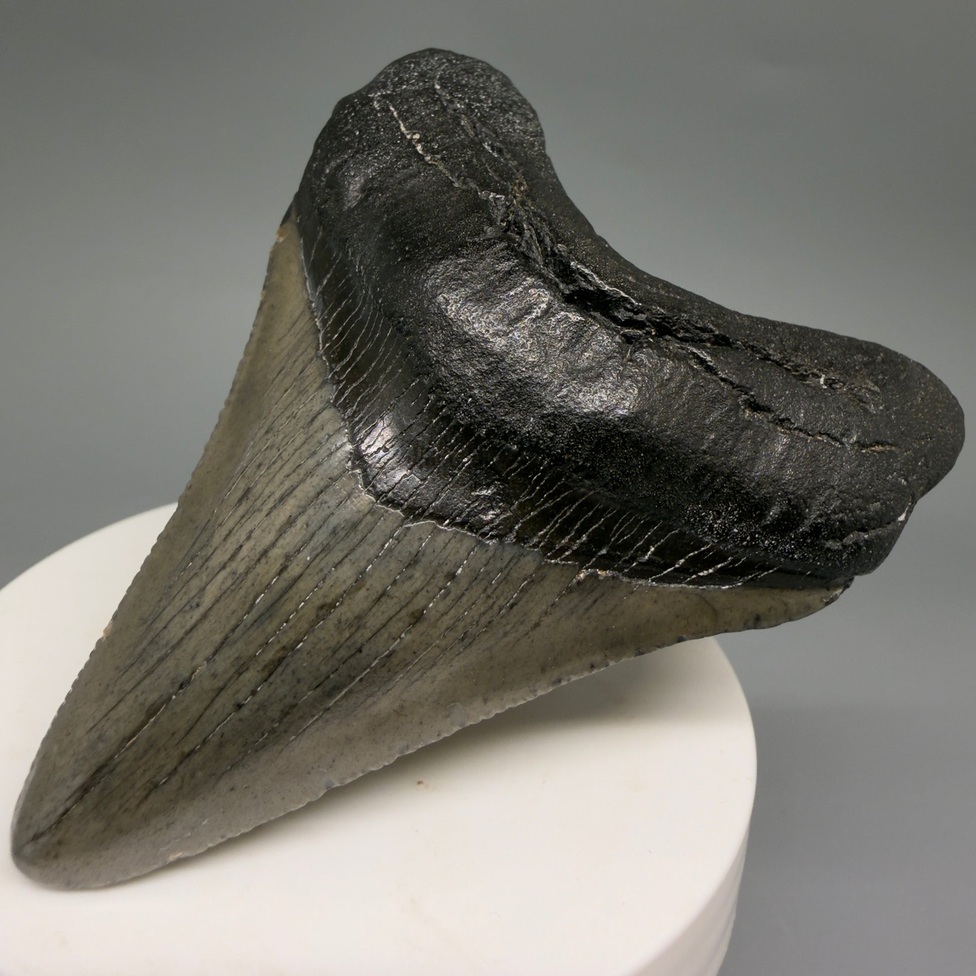 Front Right View Great Shape 3.03" Megalodon Tooth from South Carolina megalodonteeth.com CM6555 