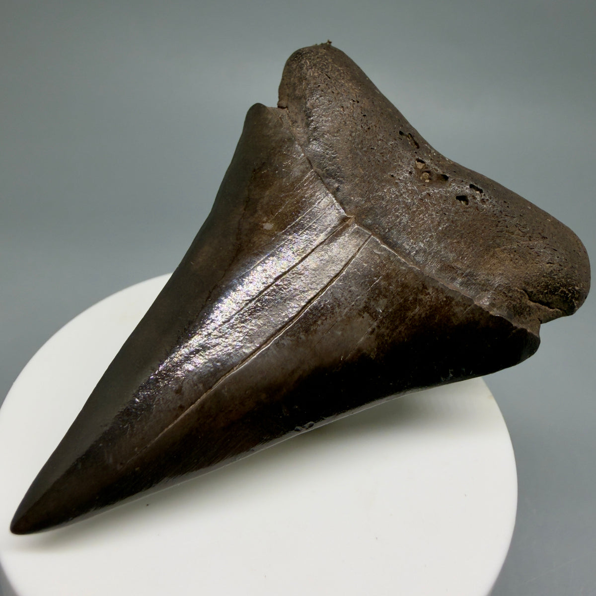 Front Right View HUGE, XL 3.00" Fossil Extinct Mako - Isurus hastalis Tooth from Saint Mary's River, Georgia M630 