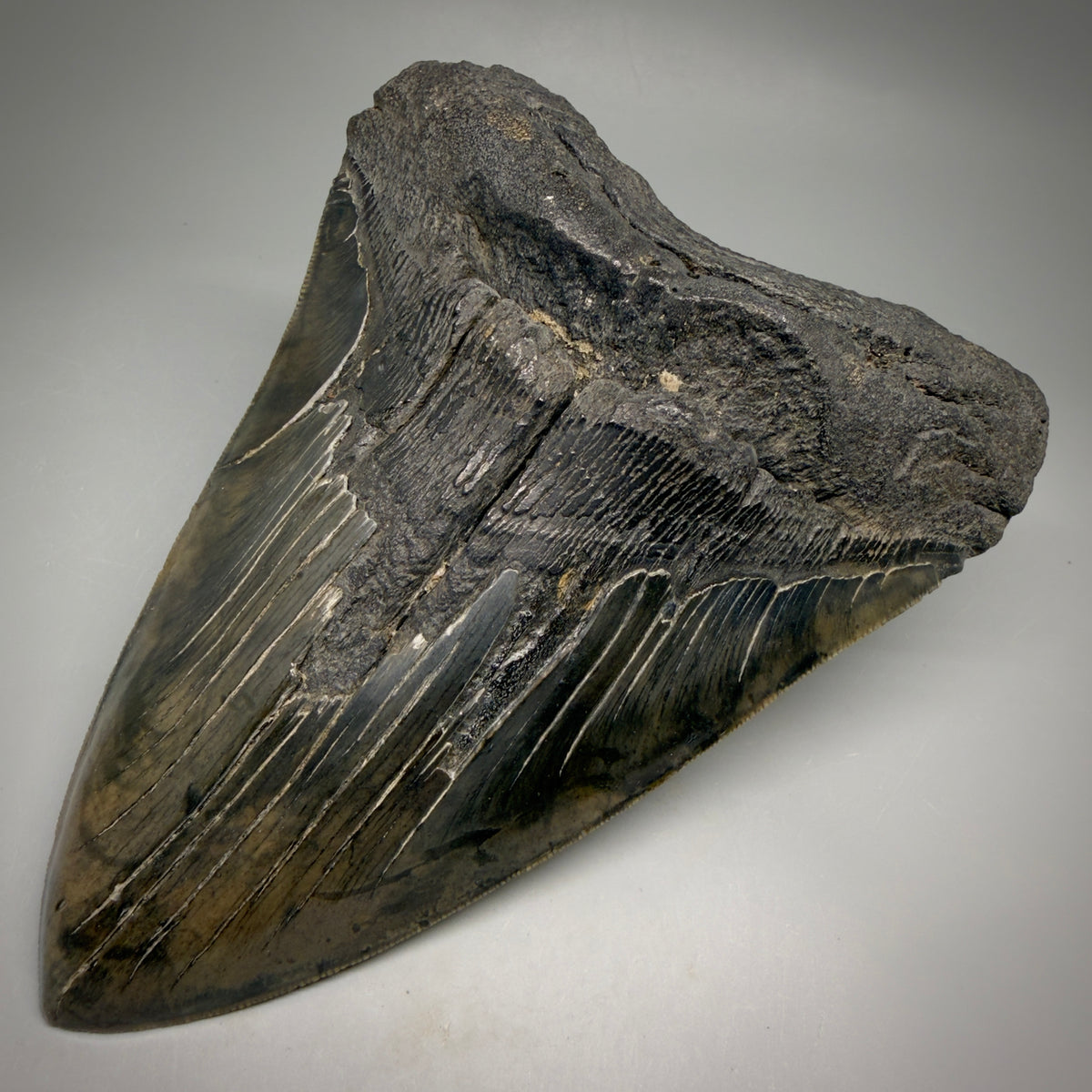 Front Right View HUGE, colorful, serrated 6.23" Fossil Monster Megalodon Tooth - South Carolina, USA megalodonteeth.com CM6603 