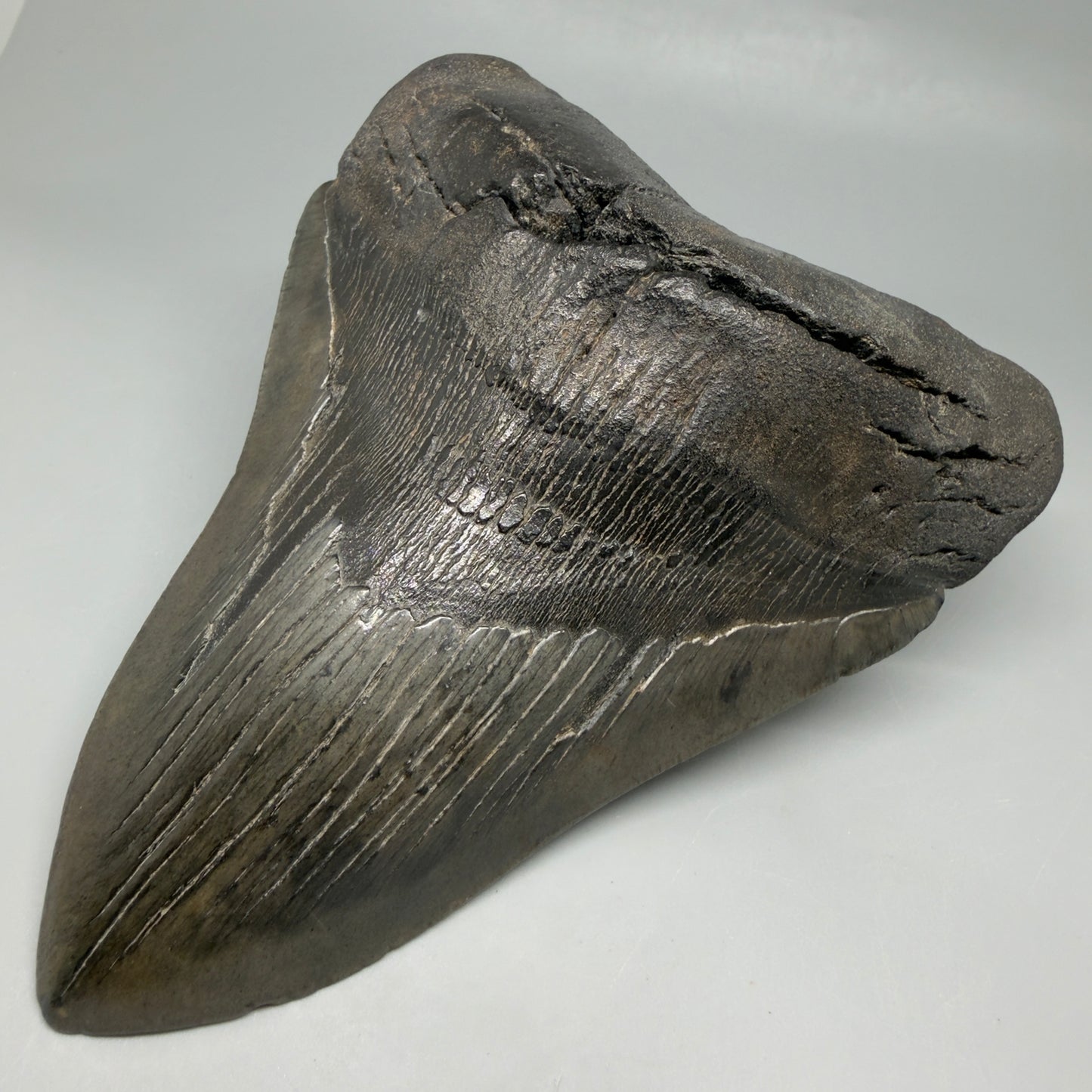 Front Right View HUGE, dark colored 6.26" Fossil Monster Megalodon Tooth - South Carolina, USA CM6445