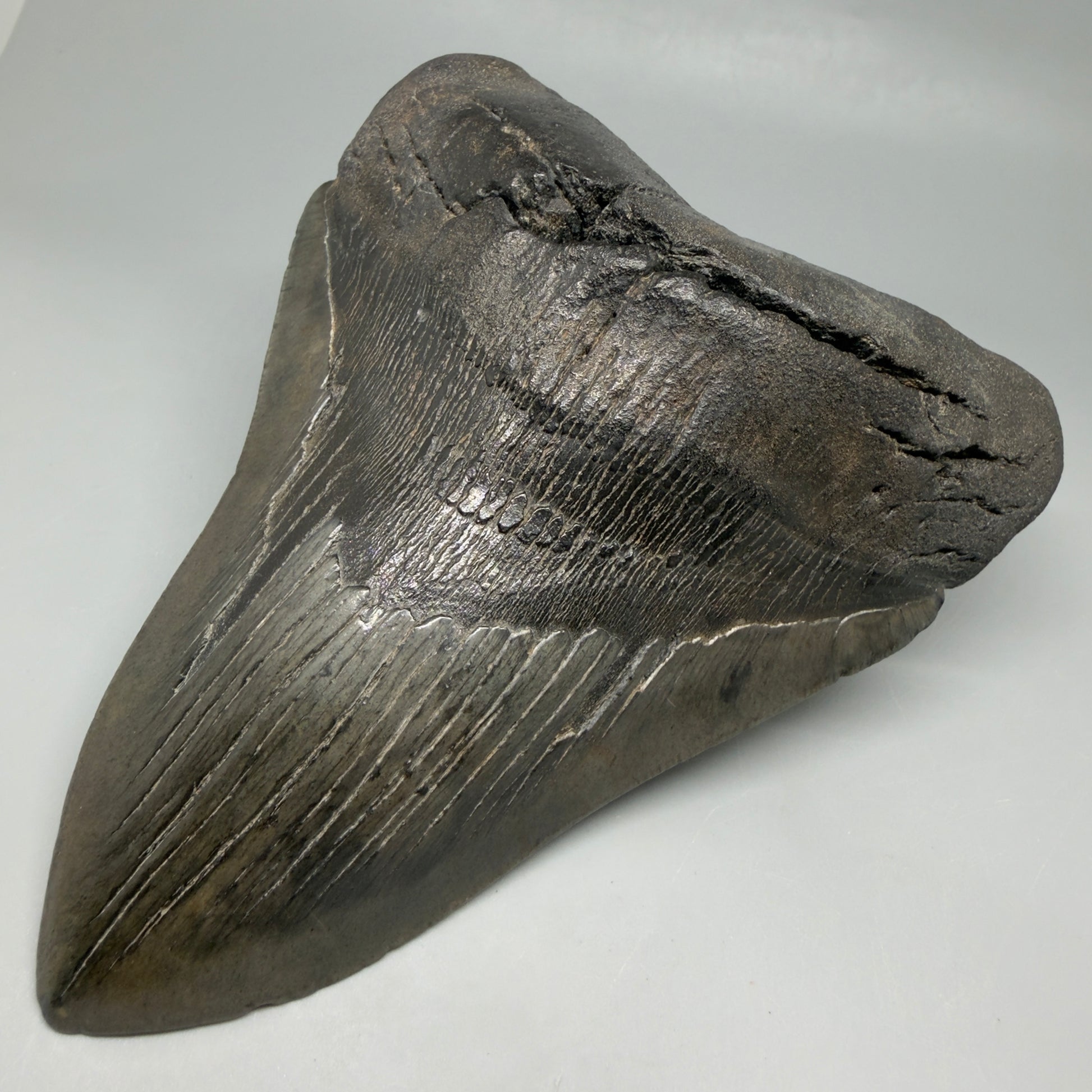 Front Right View HUGE, dark colored 6.26" Fossil Monster Megalodon Tooth - South Carolina, USA CM6445