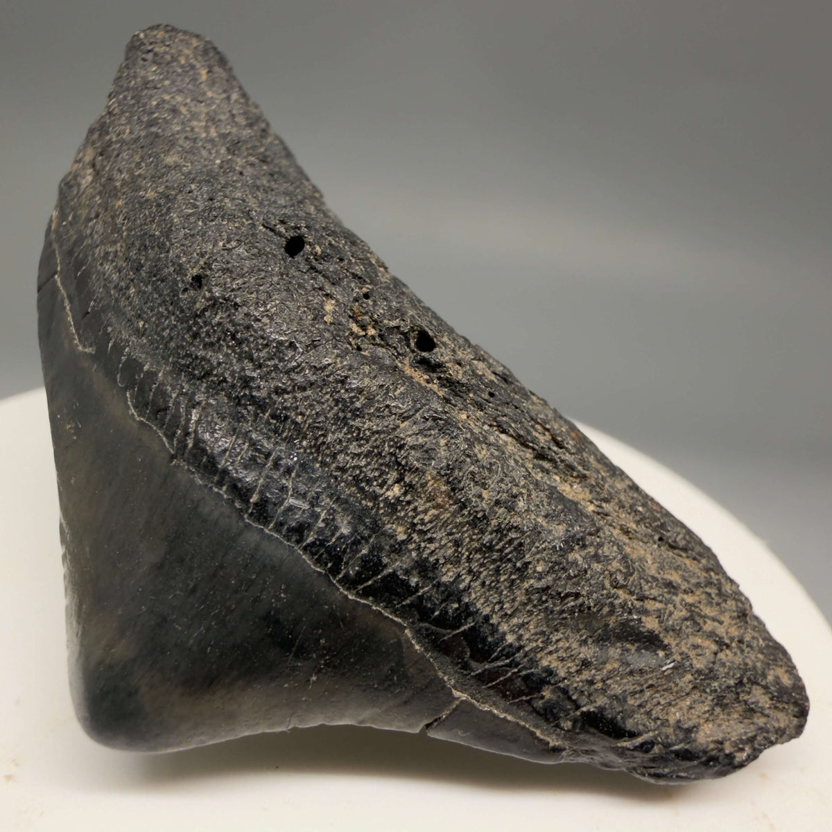 Front Right View HUGE posterior 2.23" Fossil Megalodon Tooth – South Carolina River Find | Authentic megalodonteeth.com CM6686