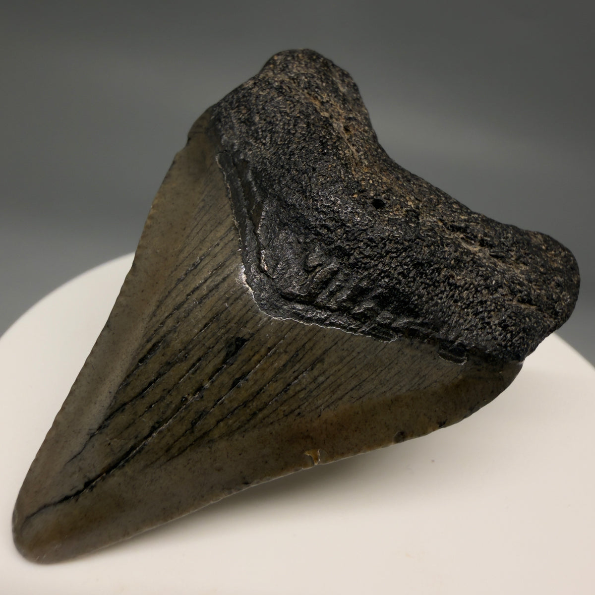 Front Right View Heart-shaped 2.00" Fossil Megalodon Tooth – South Carolina River Find | Authentic megalodonteeth.com CM6684