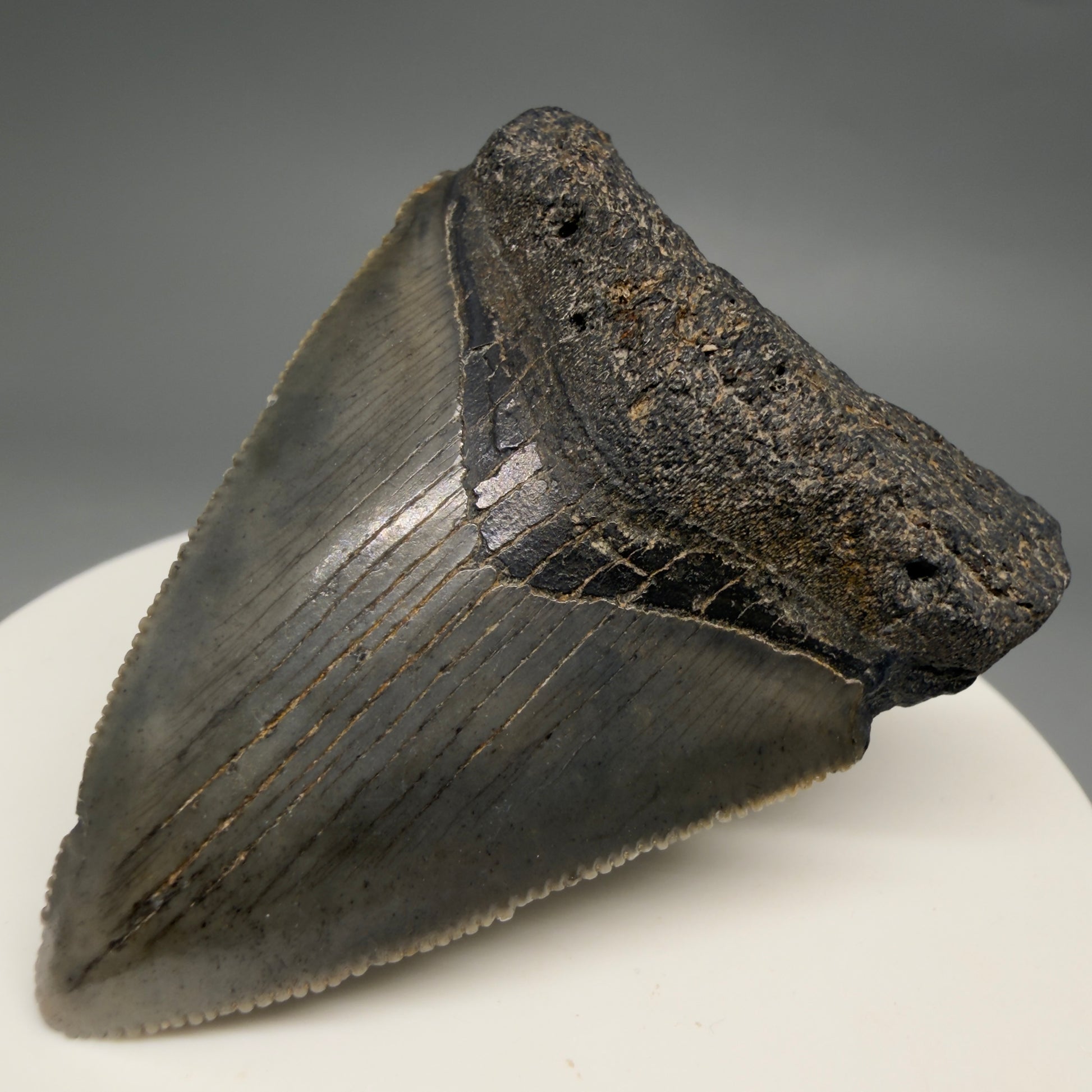 Front Right View Heart-shaped 2.10" Colorful Fossil Megalodon Tooth – South Carolina River Find | Authentic megalodonteeth.com CM6544