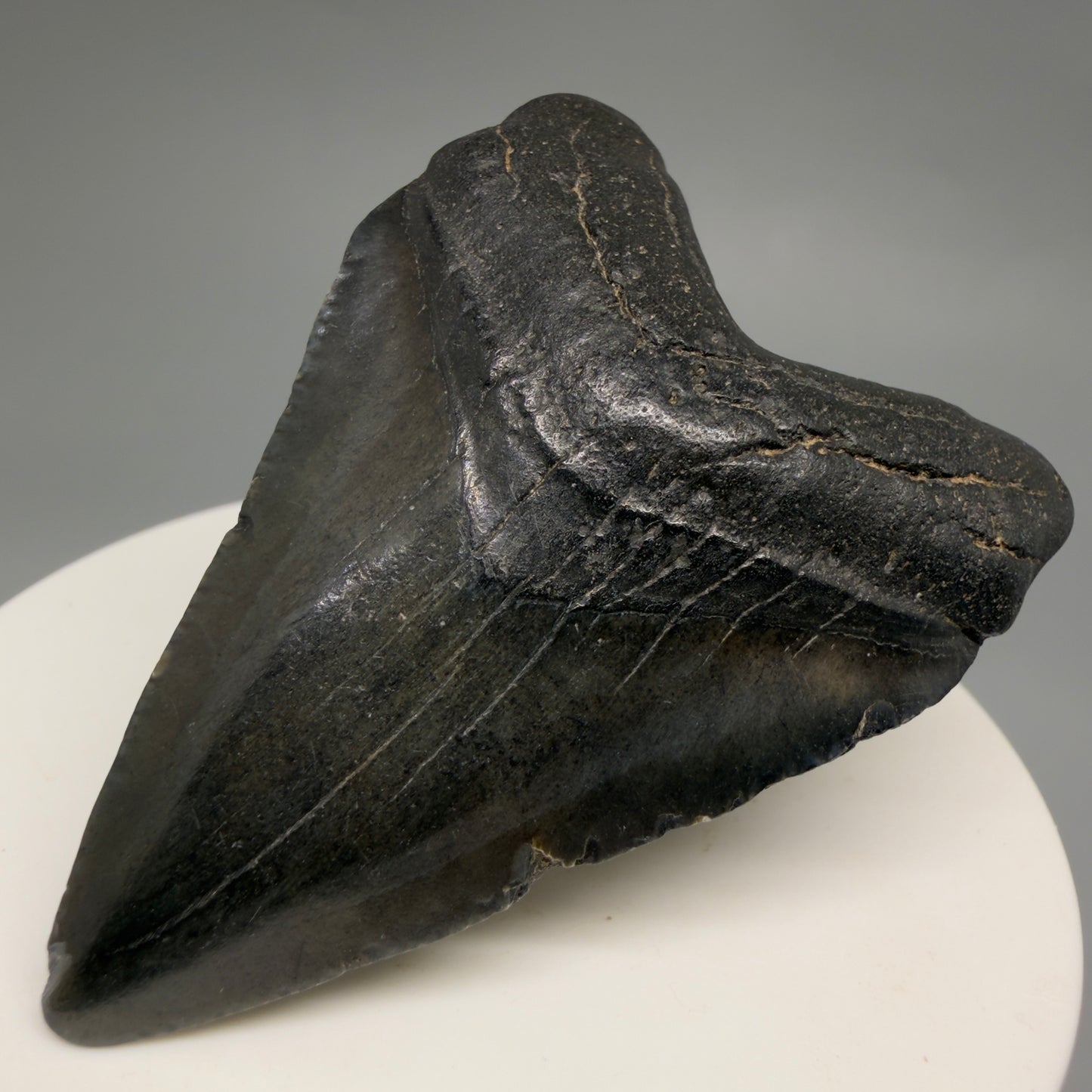 Front Right View Heart-shaped 2.30" Colorful Fossil Megalodon Tooth – South Carolina River Find | Authentic CM6482