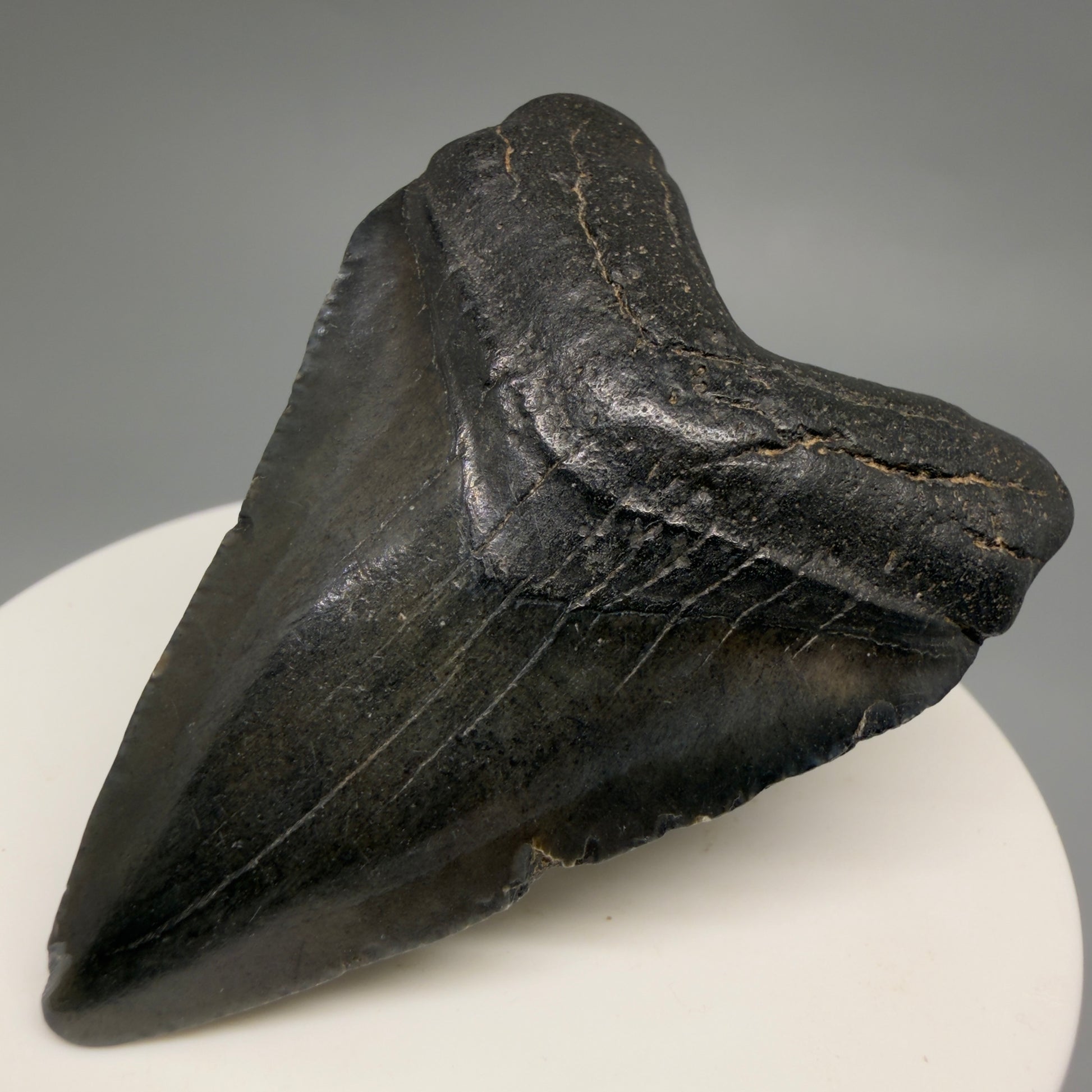 Front Right View Heart-shaped 2.30" Colorful Fossil Megalodon Tooth – South Carolina River Find | Authentic CM6482