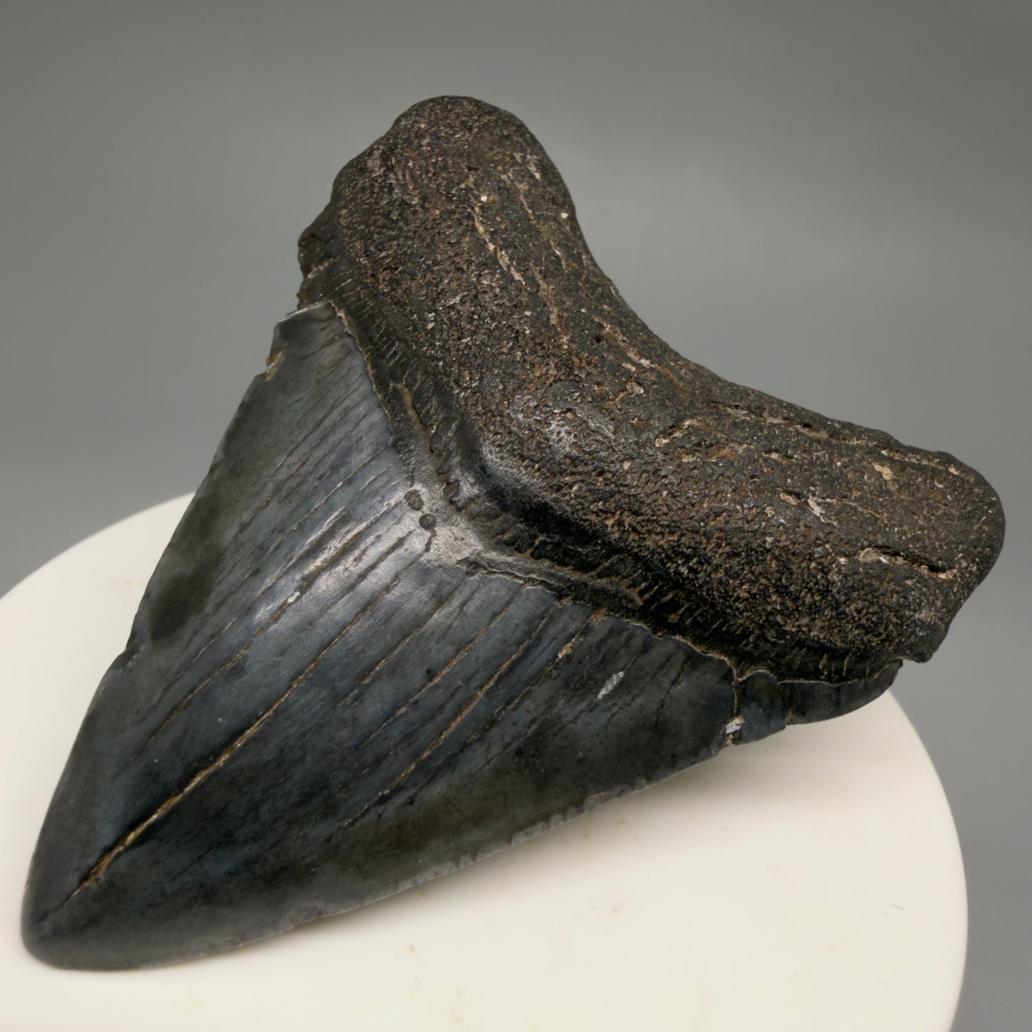 Front Right View Heart-shaped 2.52" Colorful Fossil Megalodon Tooth – South Carolina River Find | Authentic CM6487 