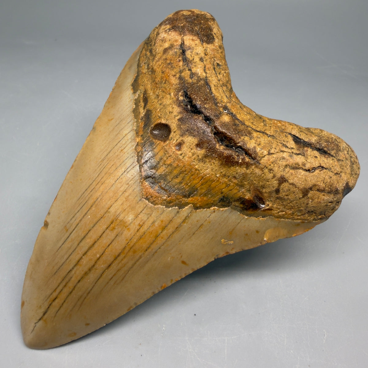 Front Right View Heart-shaped 4.17" Authentic Megalodon Tooth – North Carolina Fossil | Carcharocles megalodon megalodonteeth.com CM6651